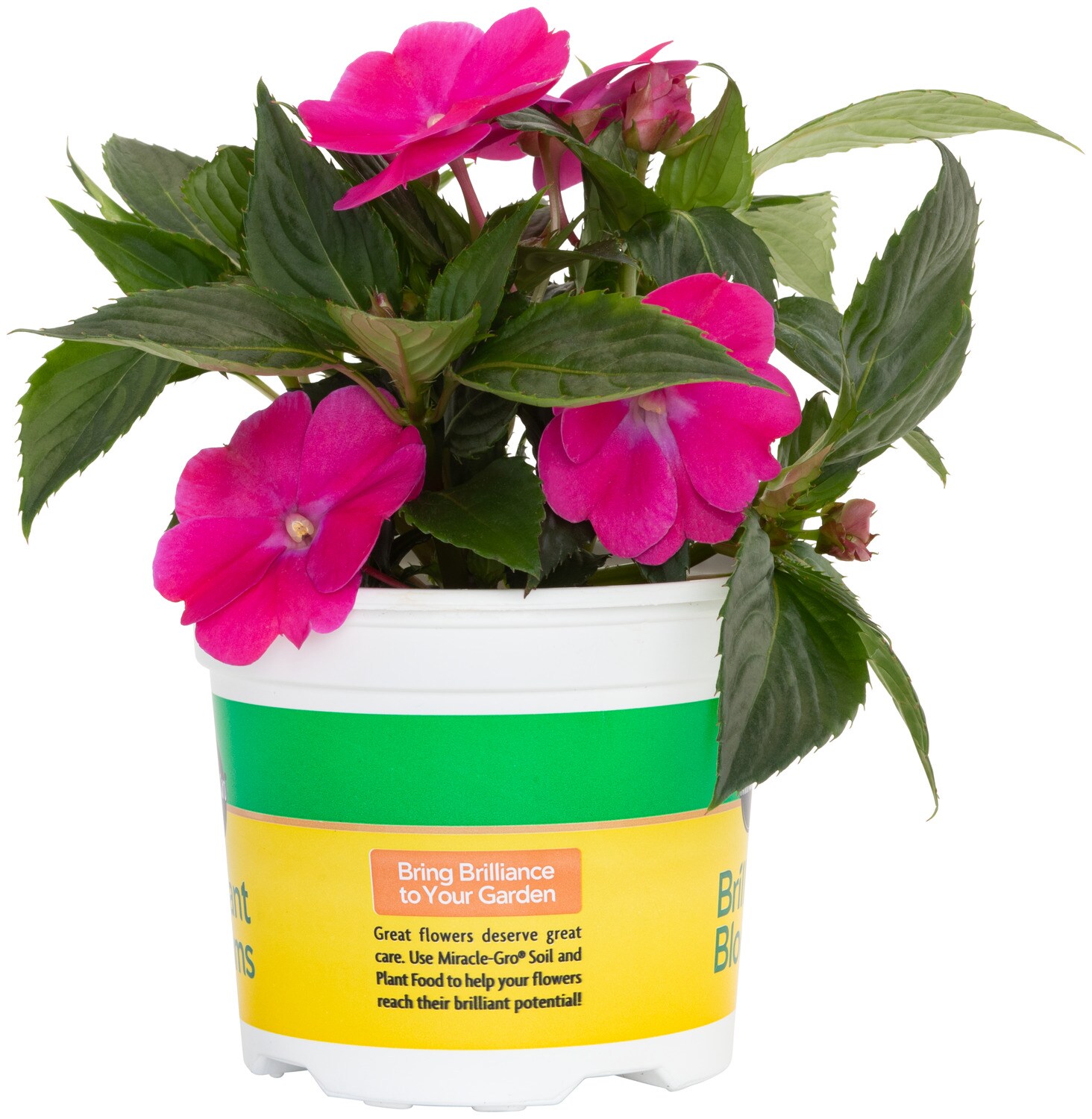 Miracle-Gro 201301 annuals - View #11
