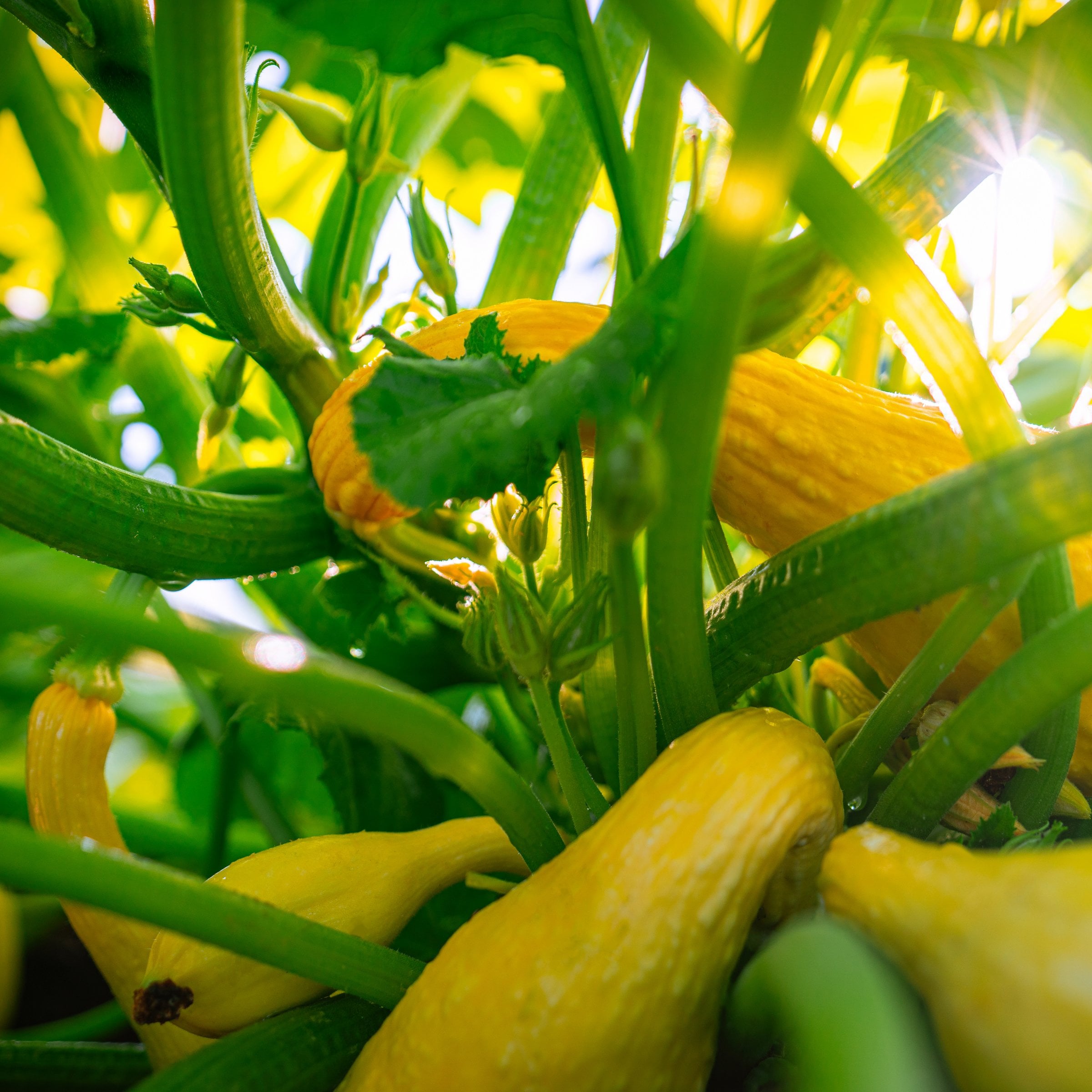 National Plant Network LW2259 Vegetable-Plants - View #2