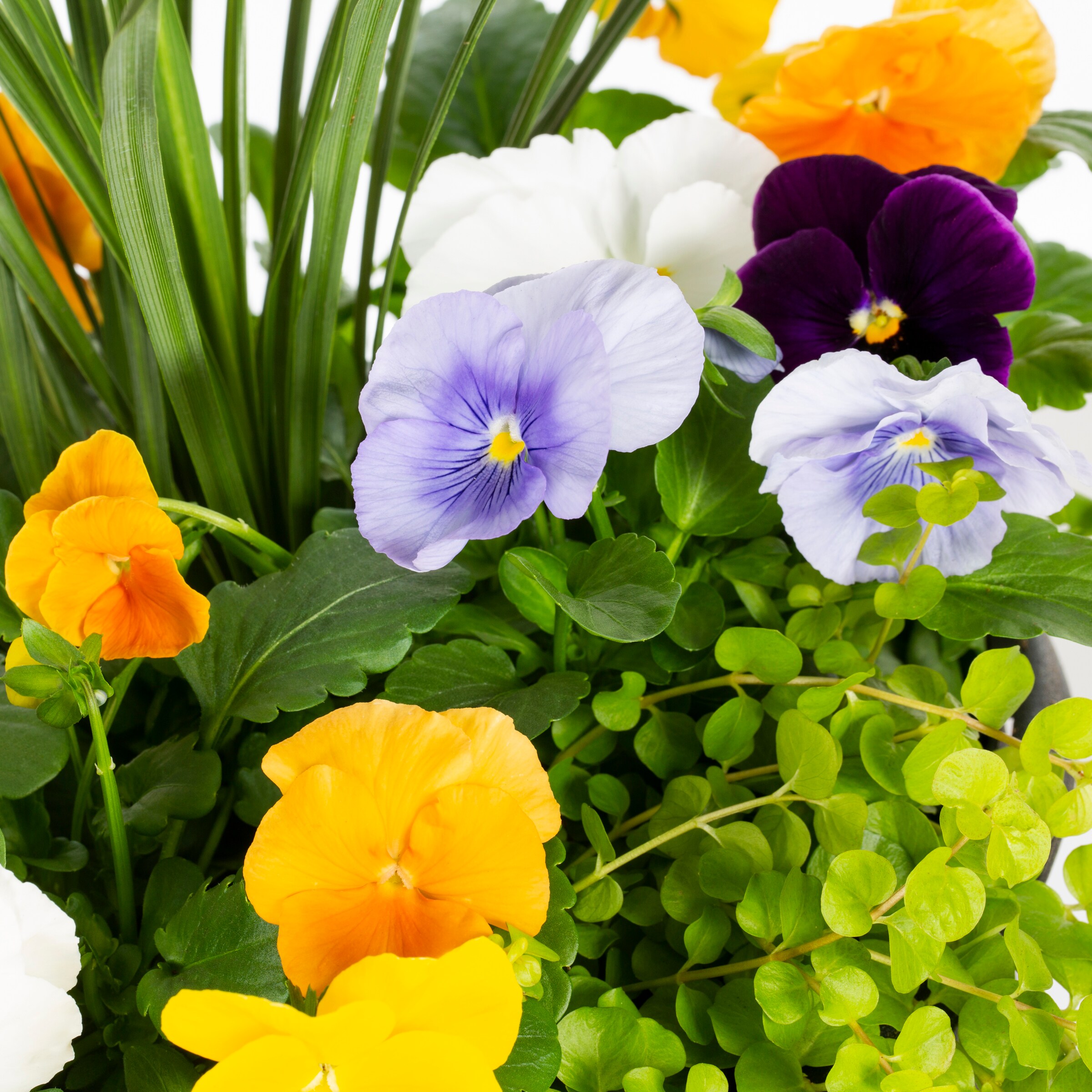 Lowe's NURSERY annuals - View #2