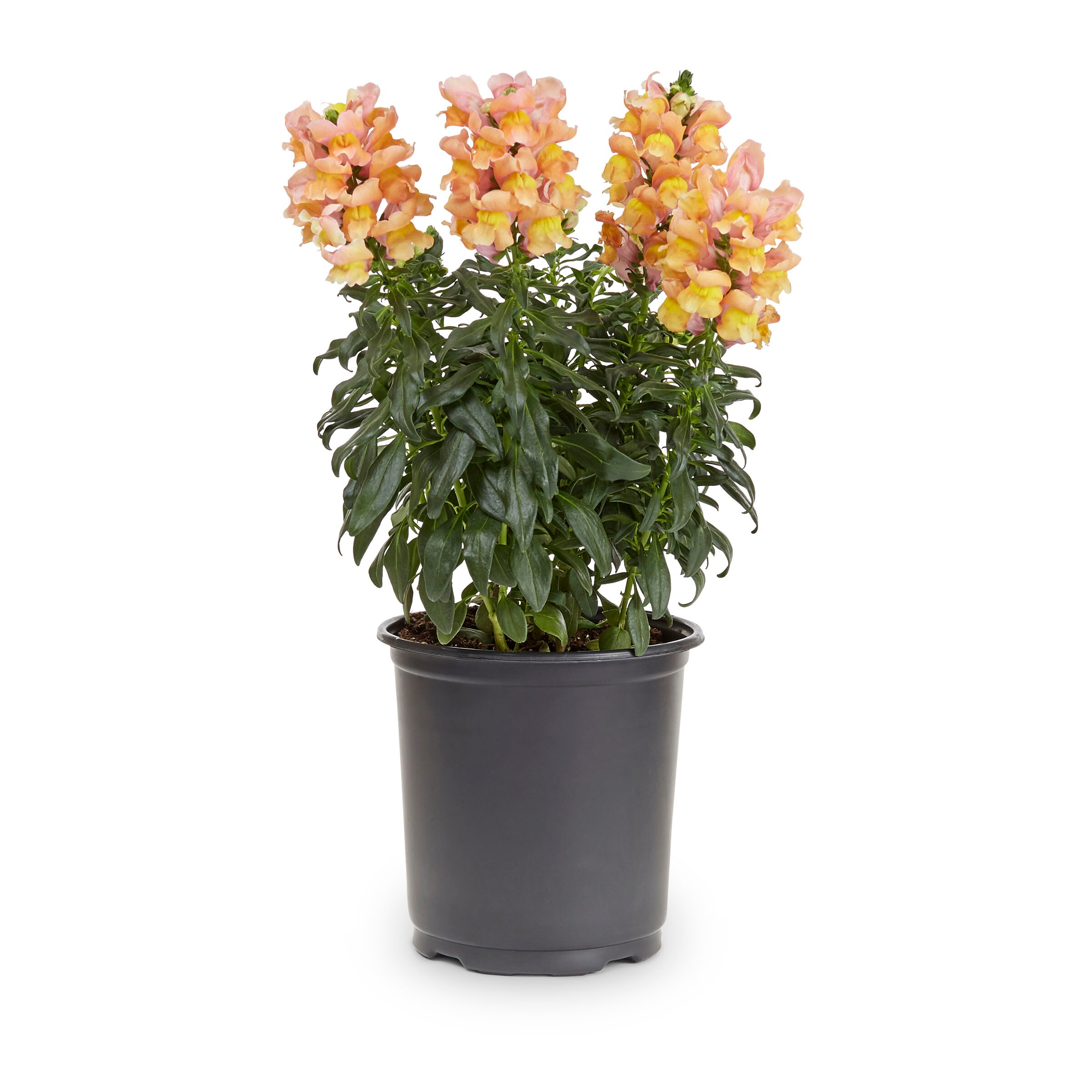 Lowe's 1-2643 annuals - View #3