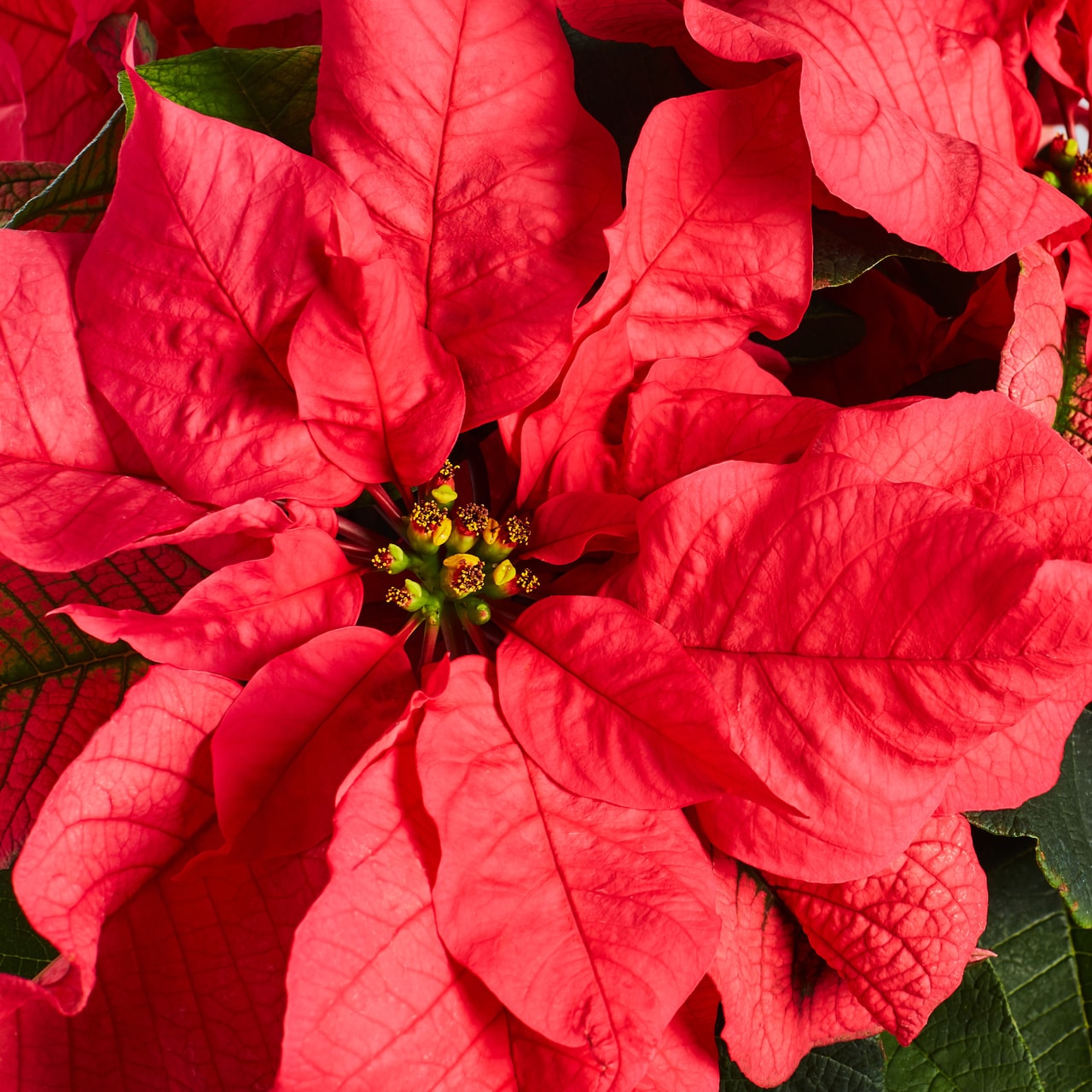 Lowe's 2-Quart Fresh Christmas Potted Poinsettia 5348980 at Lowes.com