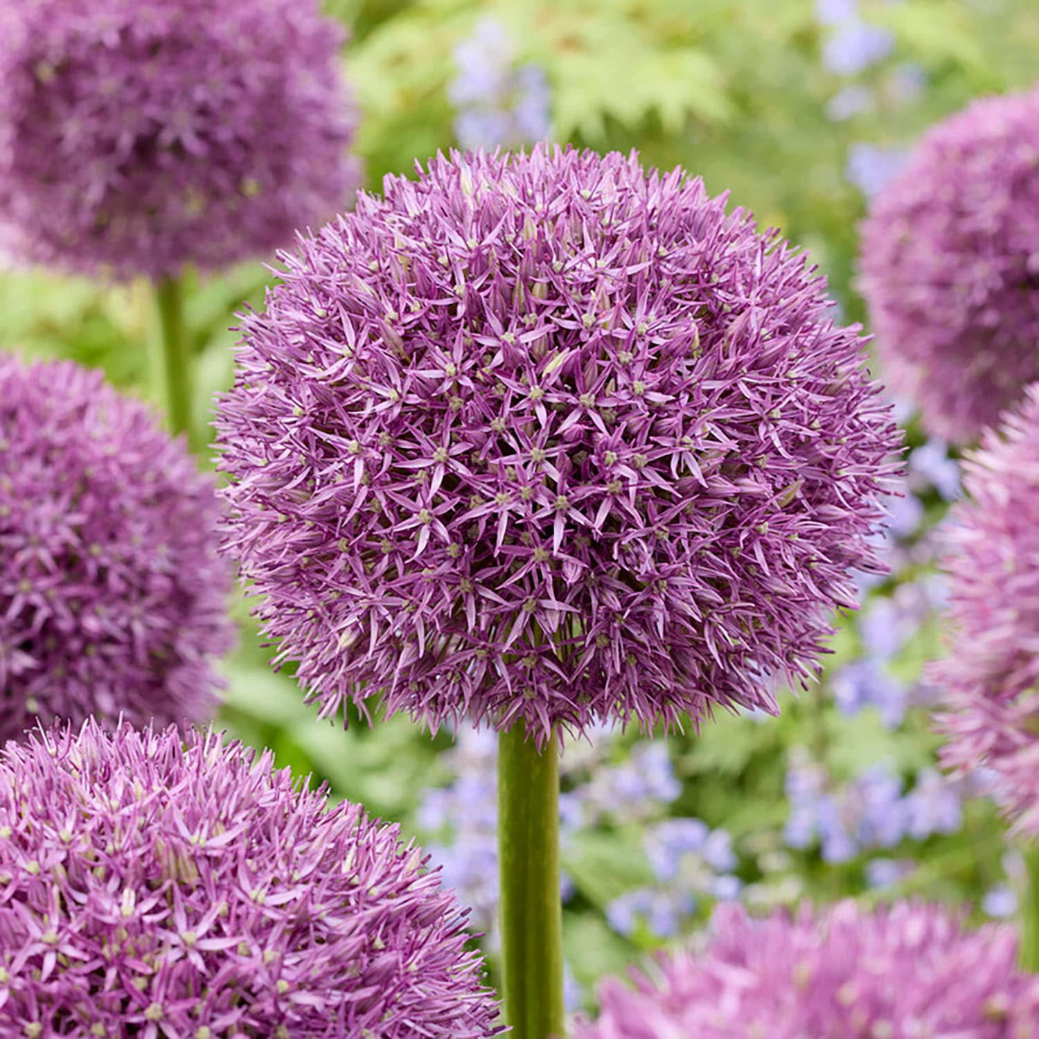 Garden State Bulb ECF-140-20-02 Purple Globemaster Allium Bulbs 20 Count