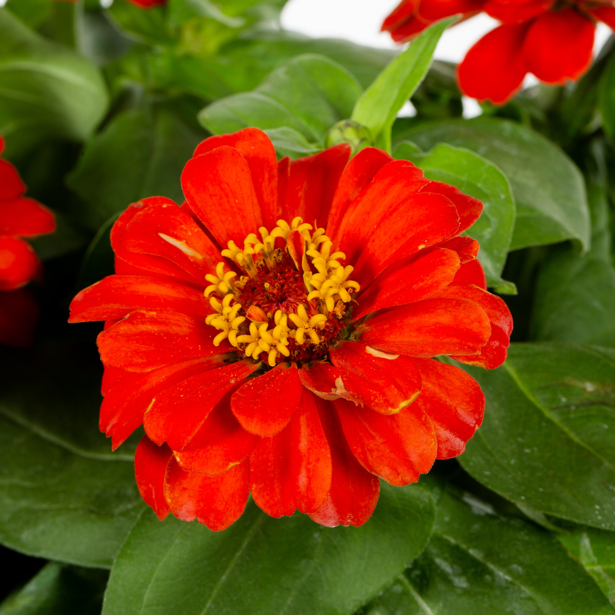 Lowe's NURSERY annuals - View #2