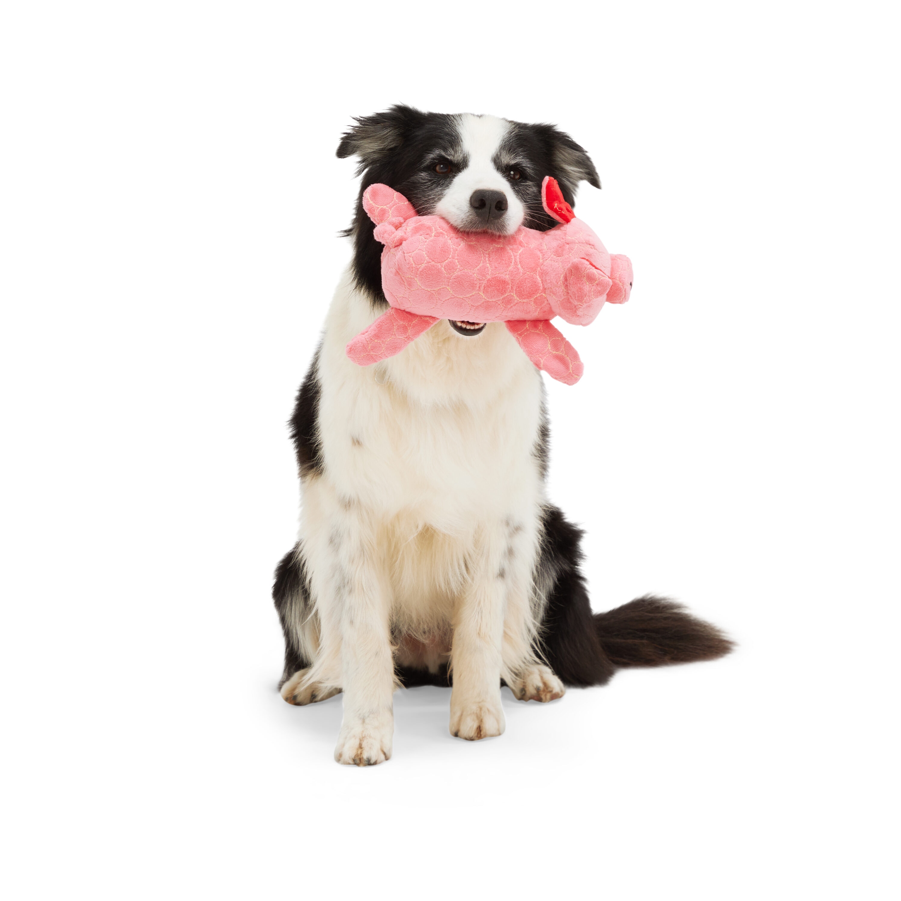 Leaps & Bounds 3535844 Dog-Toys - View #4