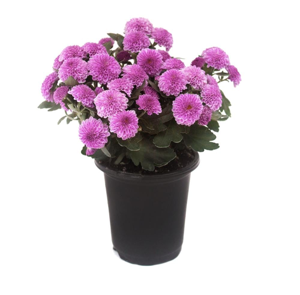 Lowe's NURSERY Purple Mum in 1-Pint Pot