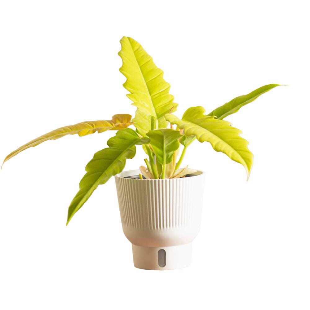 Costa Farms M-PGC-S-MWG-01-LW Trending Tropicals Golden Crocodile Philodendron House plant in 6 Inch(es) Self-watering pot 1 -Pack