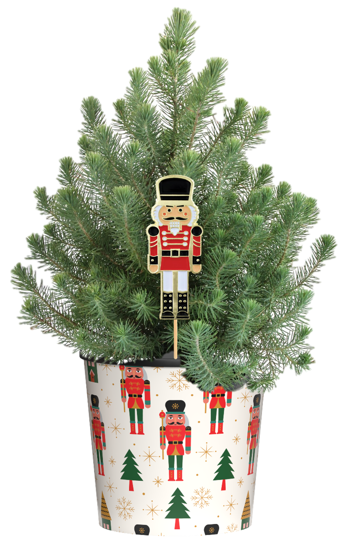 Holiday Living RM-1C Green Rosemary cone House plant in Quart(s) Pot 1.0 -Pack