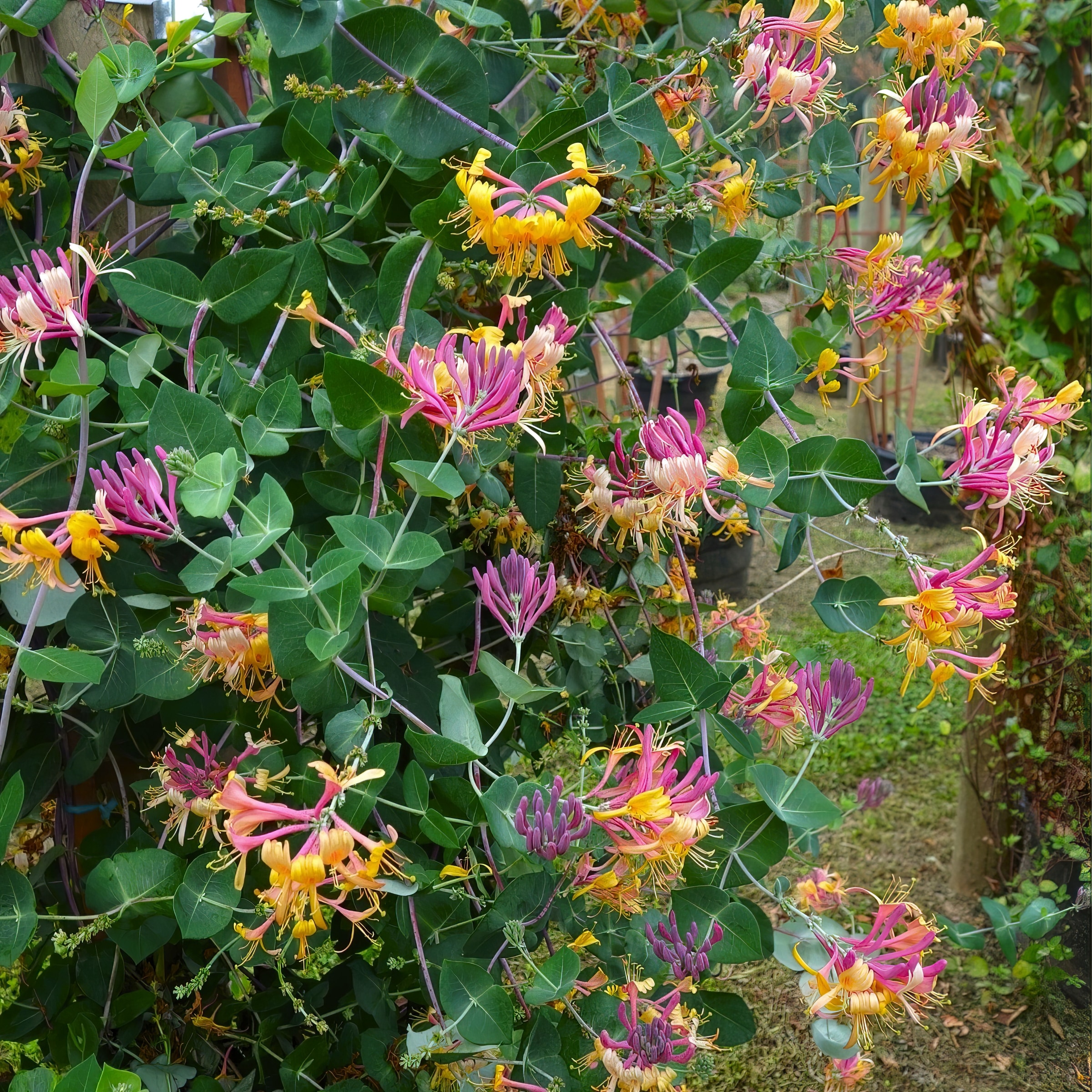 National Plant Network LW1579 perennials - View #3