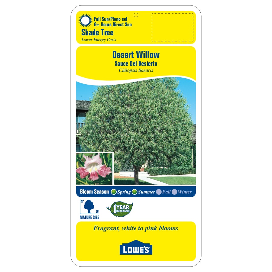 Lowe's NURSERY trees - View #2