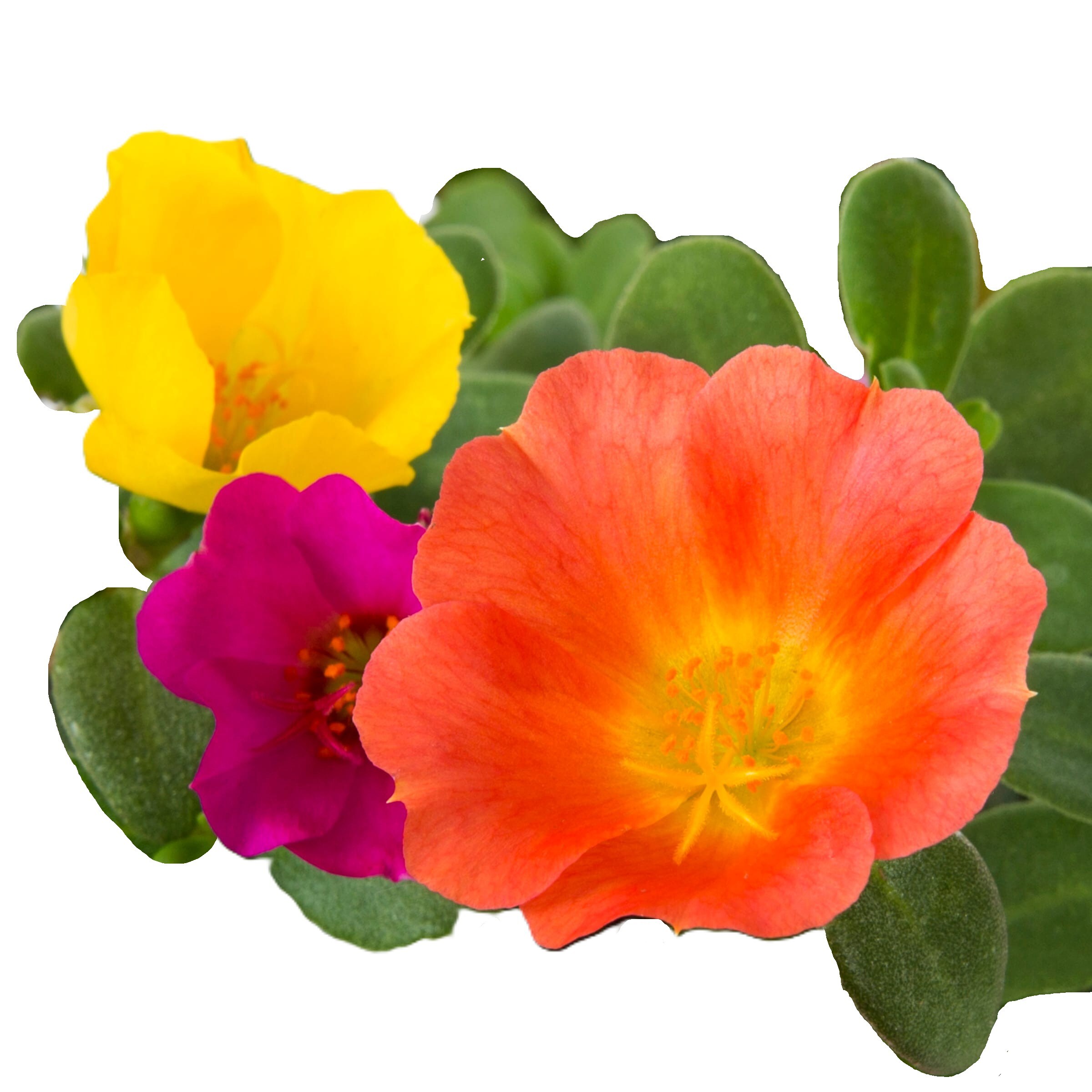 Lowe's NURSERY Multicolor PORTULACA in 3 Quart(s) Pot 3 -Pack