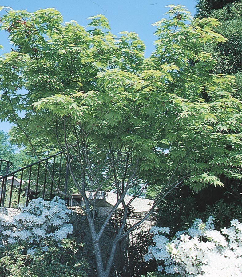  NURSERY 1.6-Gallon Red Feature Tree Japanese Maple