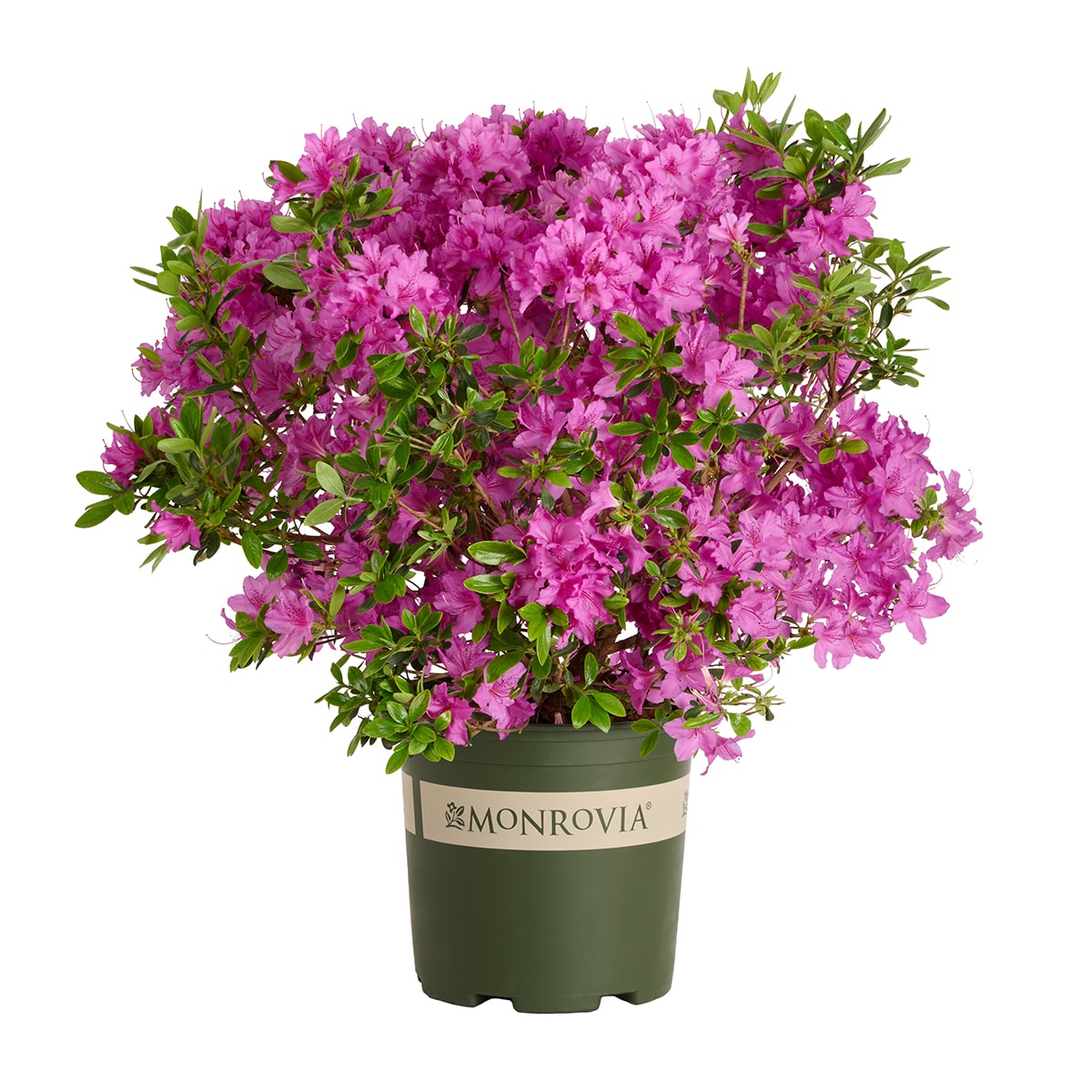 Monrovia Blue Enchantress Hydrangea Flowering Shrub Pot 092752 at