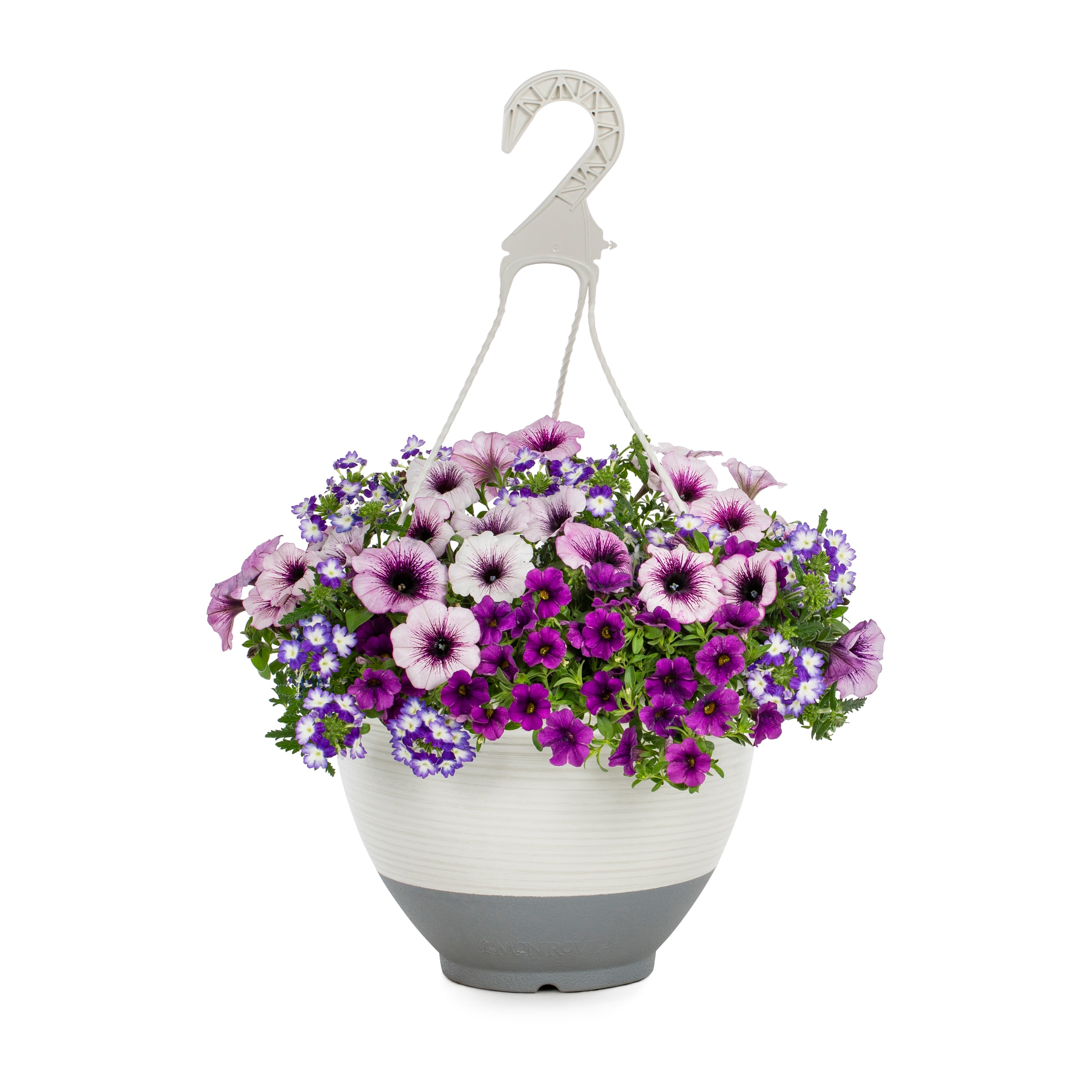 Monrovia Multicolor Shocking Purple In 2.5-gallon Hanging Basket In The 