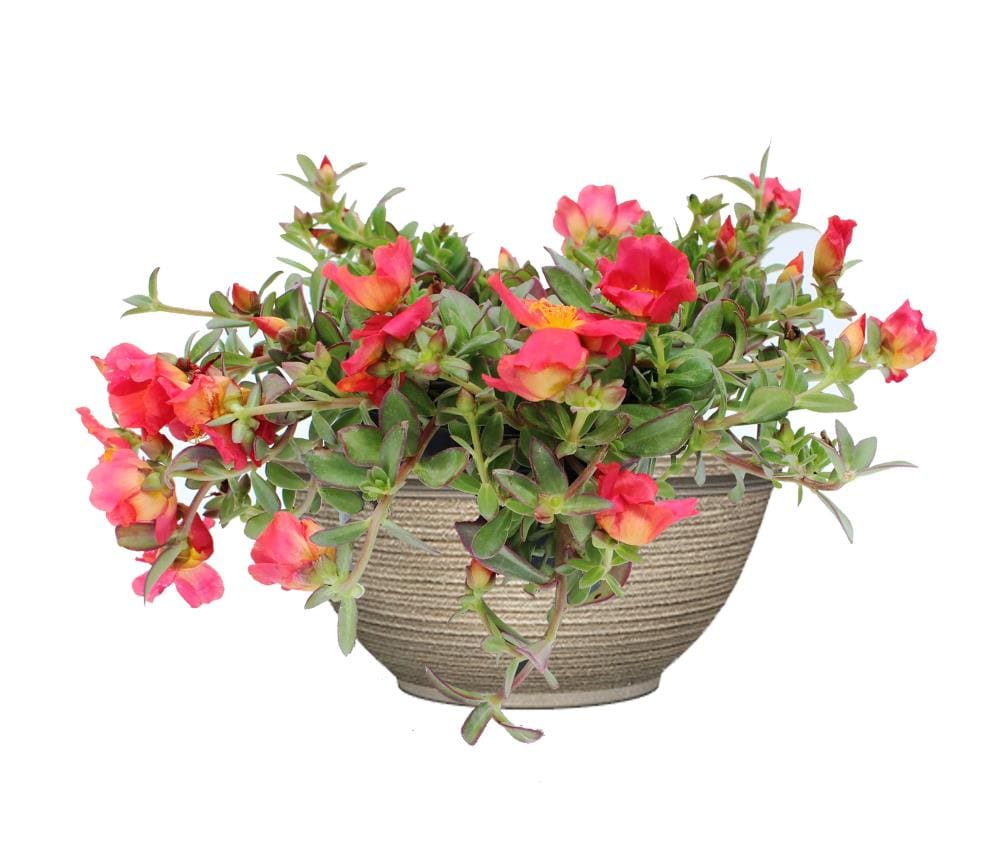 Lowe's NURSERY Red Primrose Plant in 2.5 -Quart Pot 1.0 -Pack