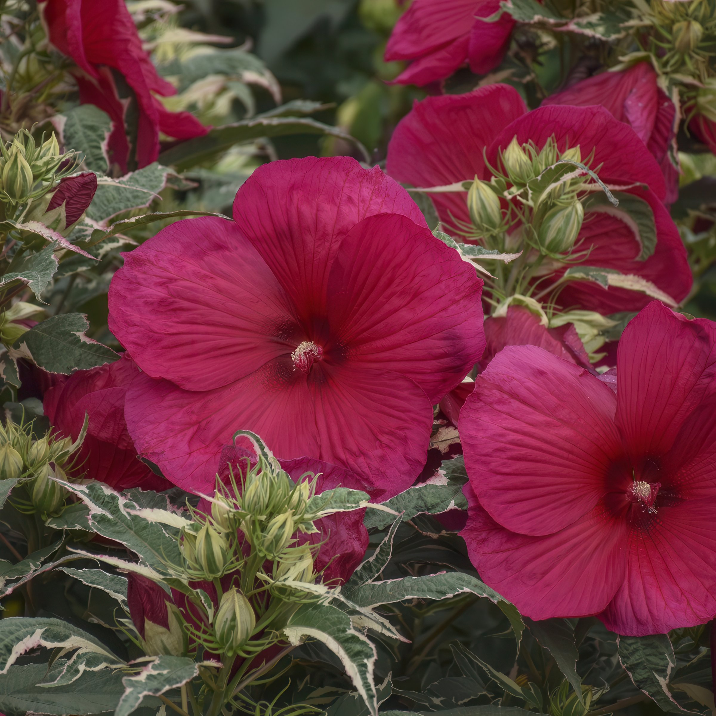 National Plant Network LW1993 perennials - View #3