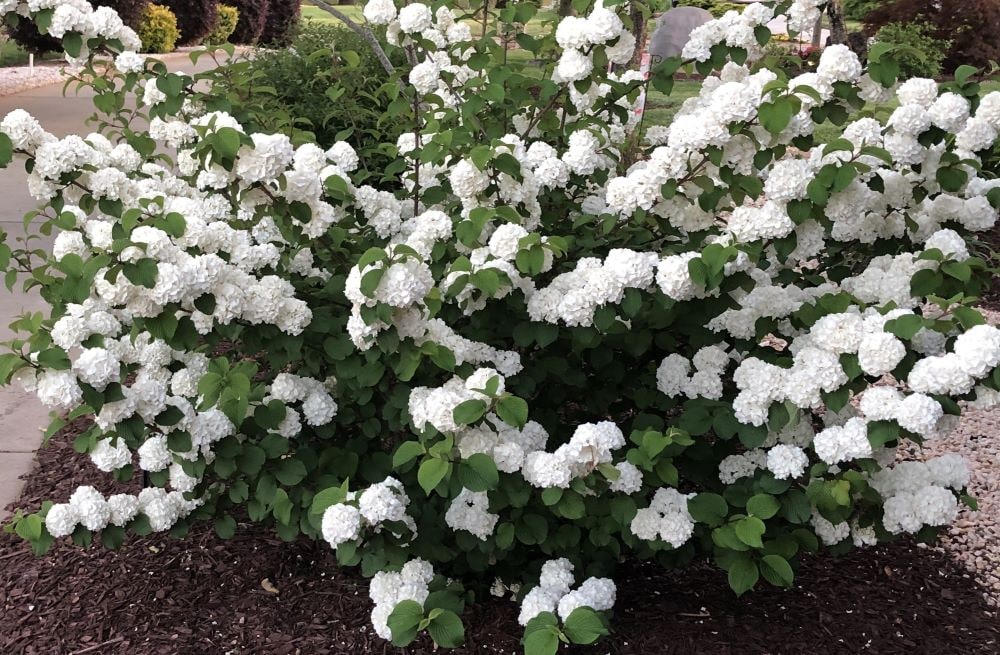 First Editions O89892F shrubs - View #2