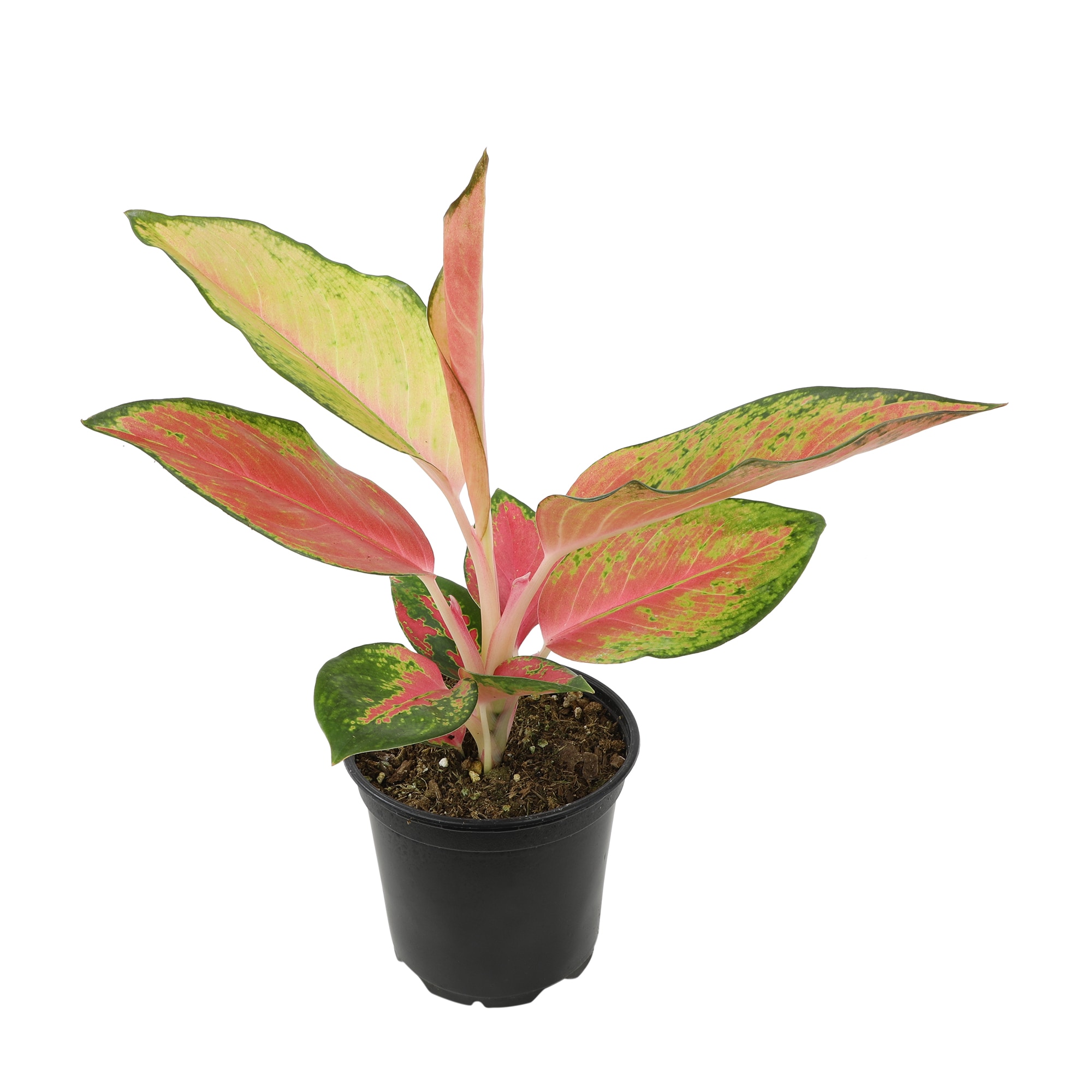 Altman Plants 0872987 White Chinese Evergreen House plant in 4.25 Inch(es) Planter 1.0 -Pack