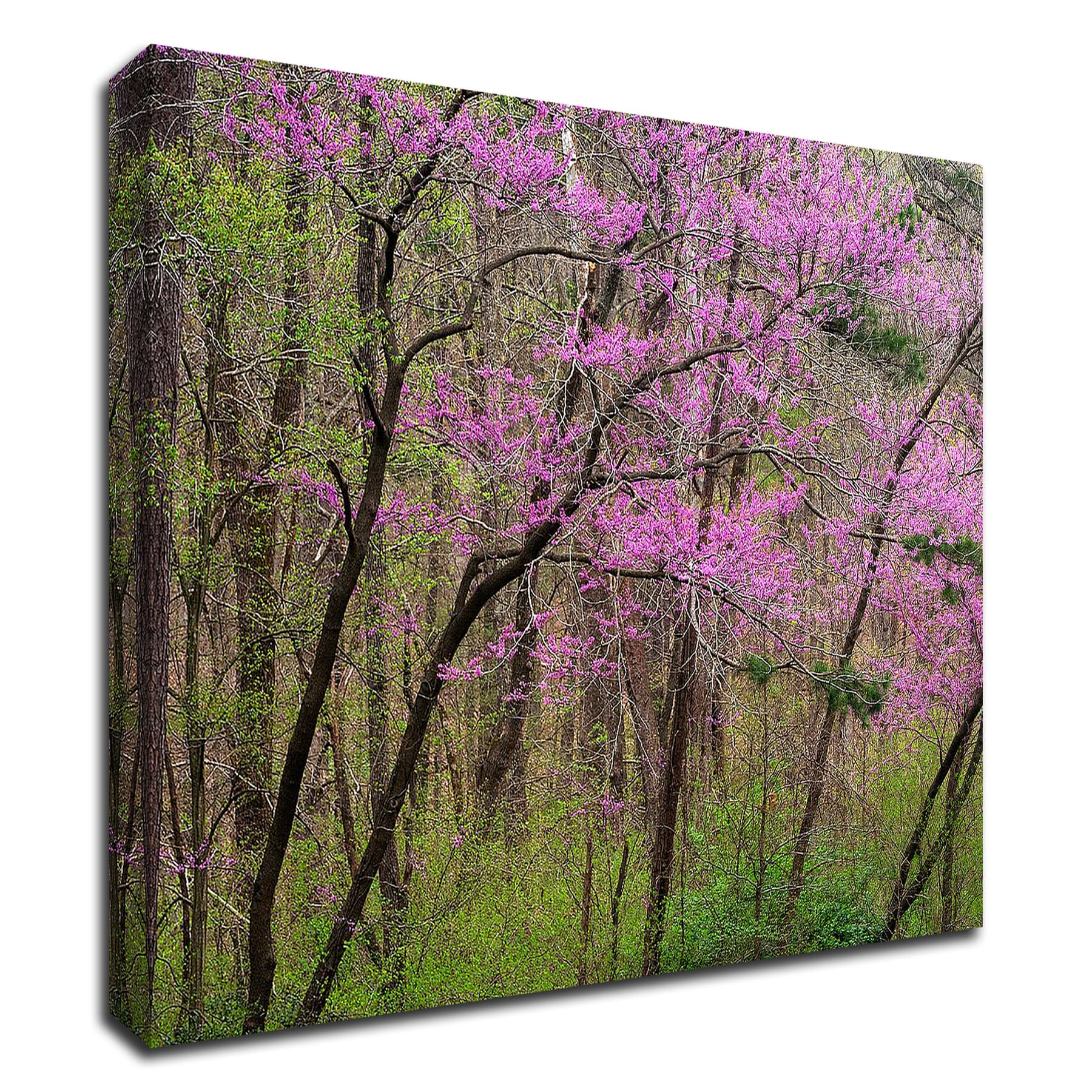 Tangletown Fine Art 8H1528DC-1814 Redbud Tree David Hammond 14-in H x 18-in W Photography Print on Canvas