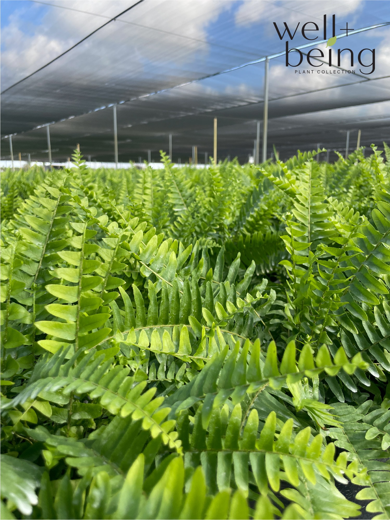  2525 hseplants - View #4