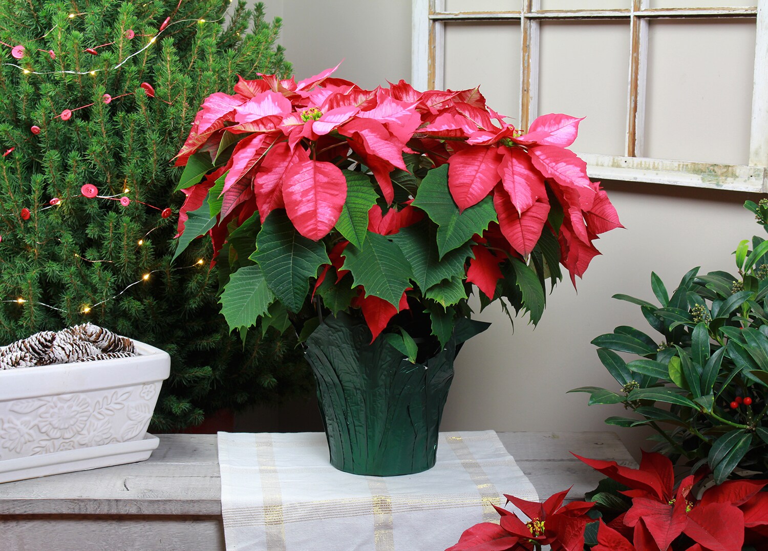 Basic 5348826 Fresh-Cut-Christmas-Decorations - View #3