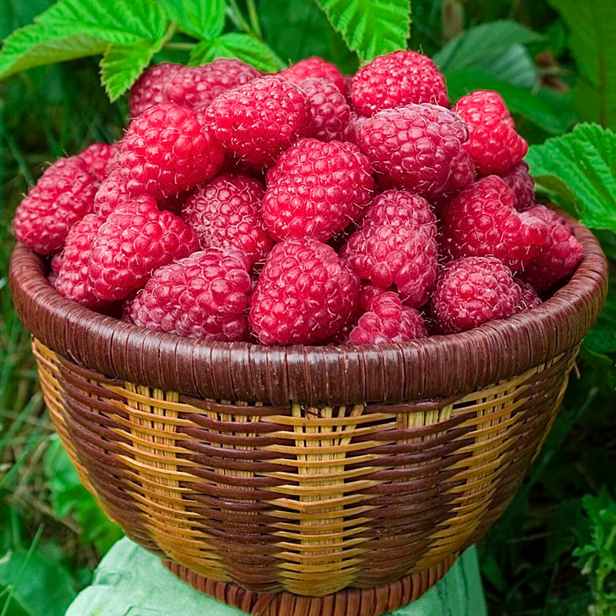 Spring Hill Nurseries 80892 Fruit-Plants - View #2