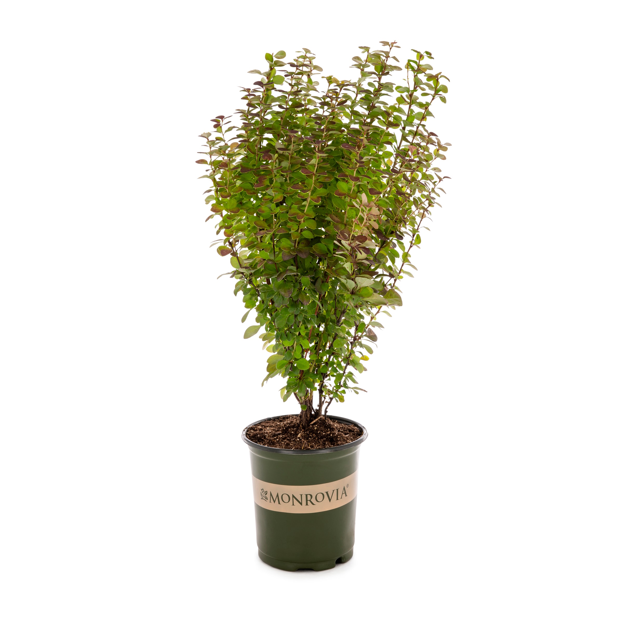 Monrovia Yellow Orange Rocket Barberry Feature Shrub in 2.6-Quart Pot ...