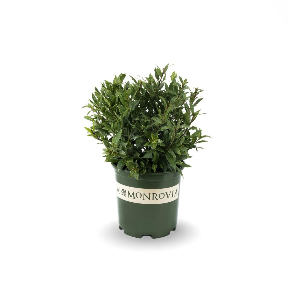 Monrovia 1 73 Gallon White Little Ragu Sweet Bay Foundation Hedge Shrub In Pot In The Shrubs Department At Lowes Com