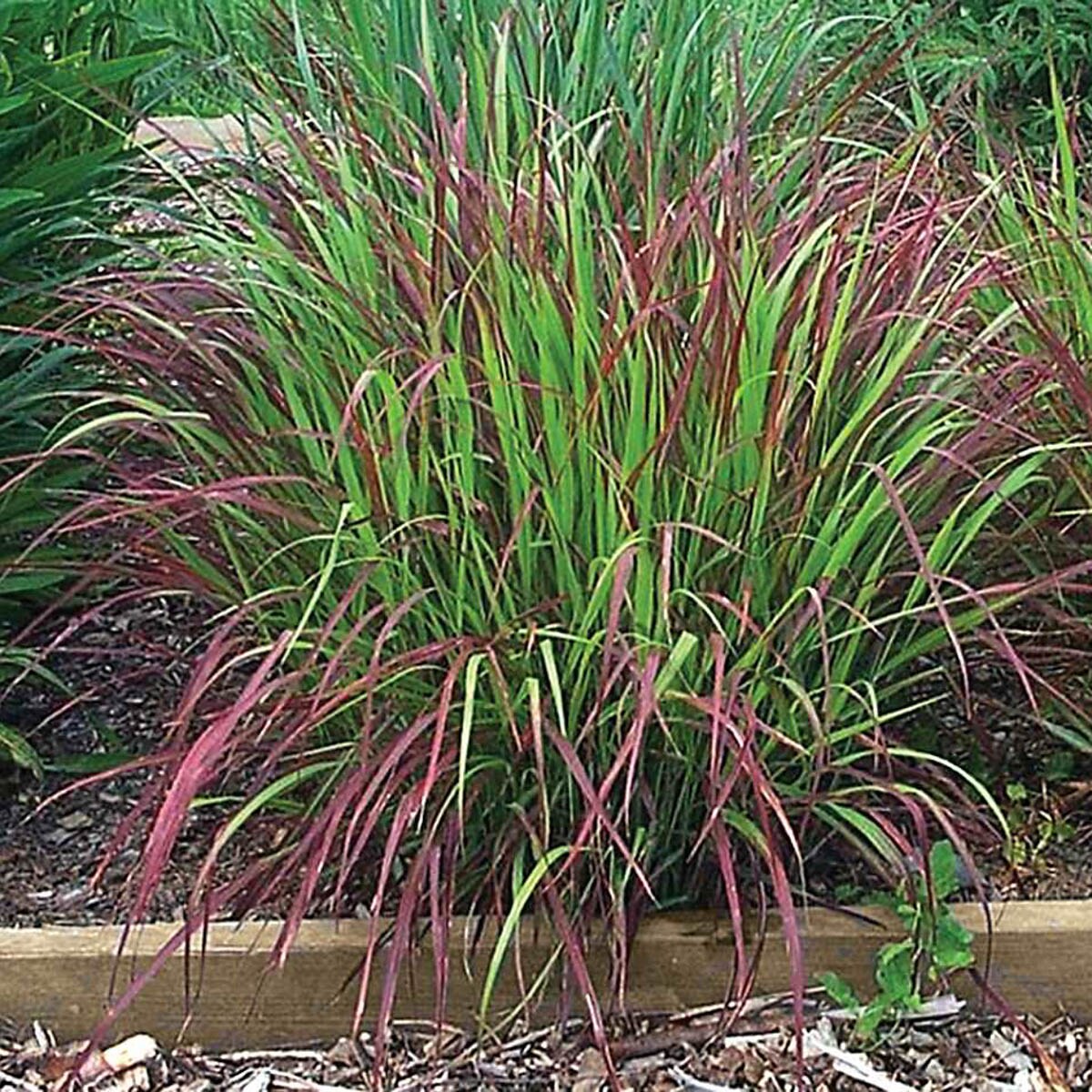 Spring Hill Nurseries 92351 Ornamental-Grasses - View #3