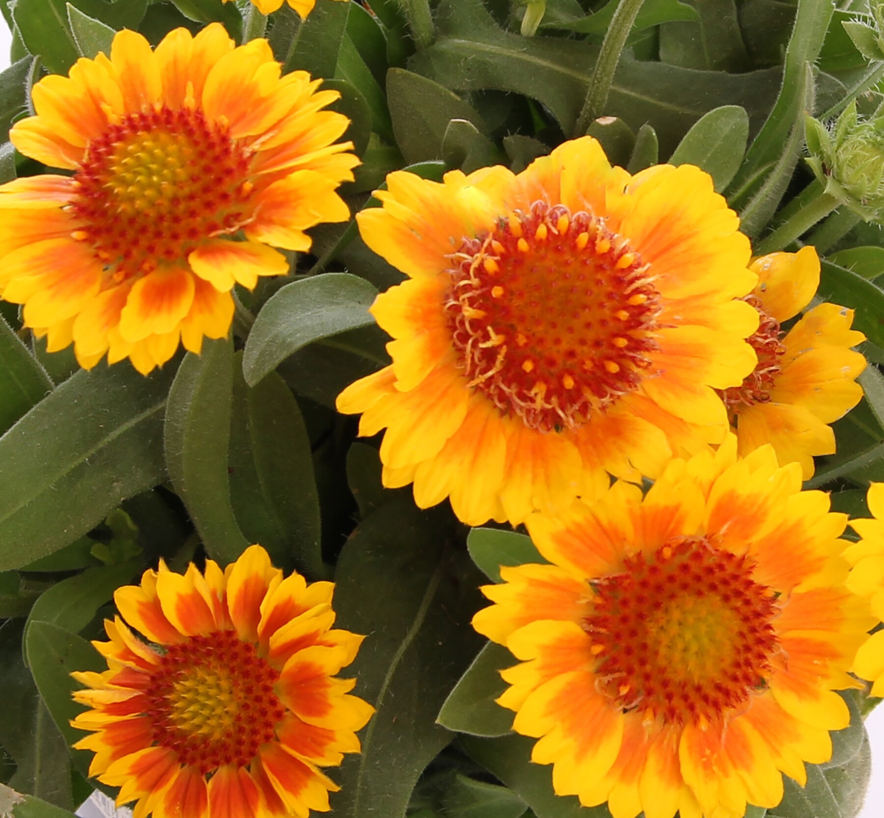 2 Gallon In Pot Blanket Flower In The Perennials Department At Lowes Com