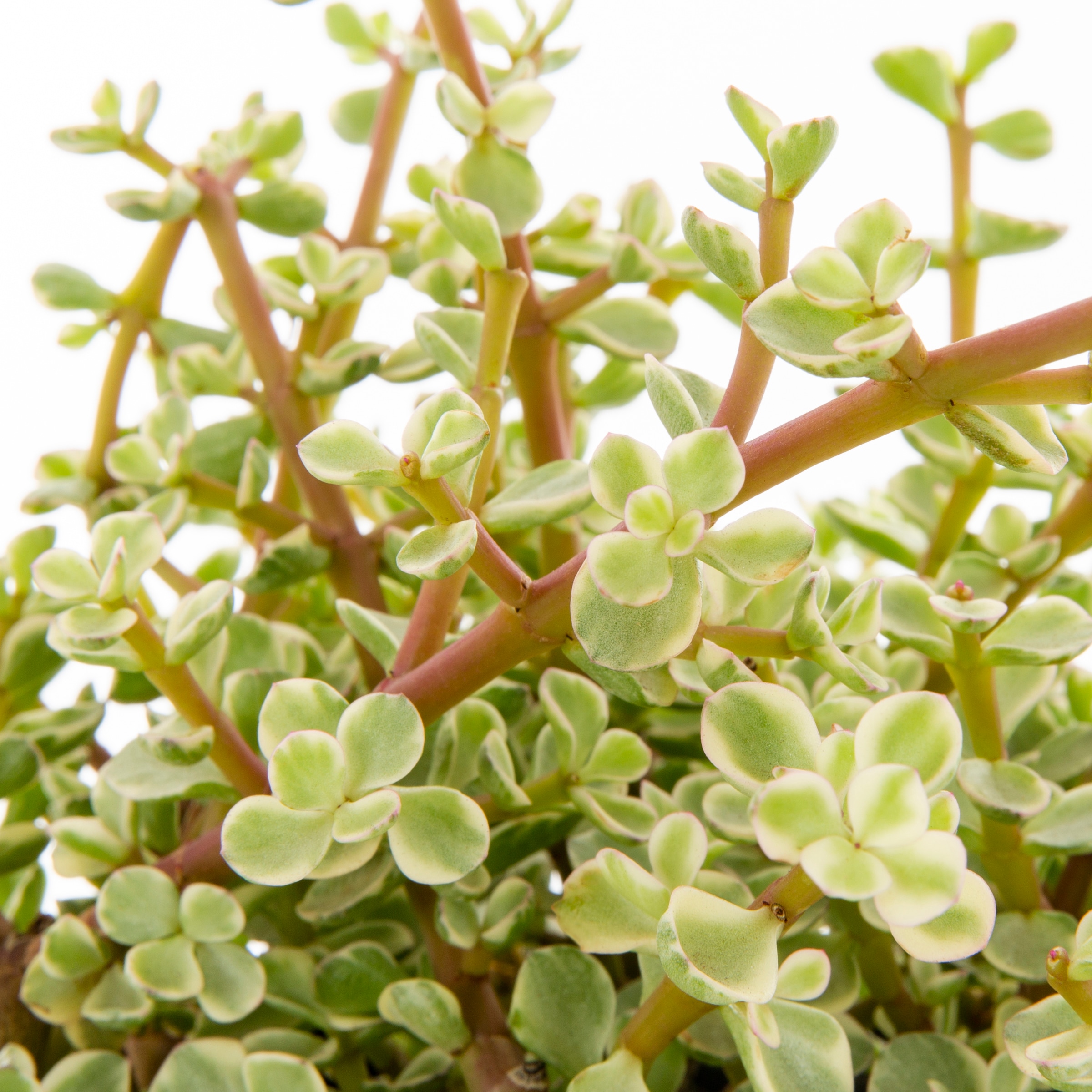 Lowe's 937396 Cacti-Succulents - View #4