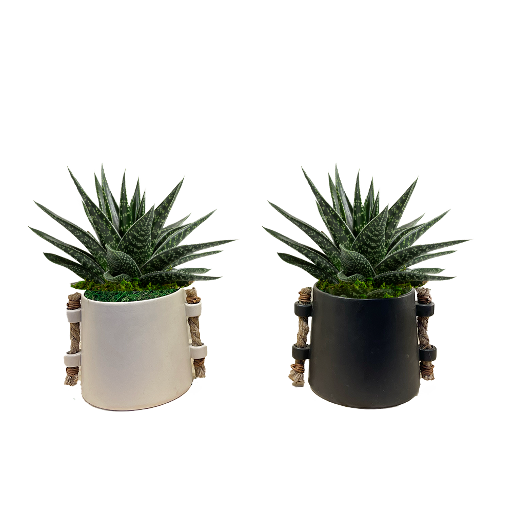 LiveTrends AK4INLTSUC AK 4IN Succulent LT House plant in 12 Ounce(s) Pot 1 -Pack
