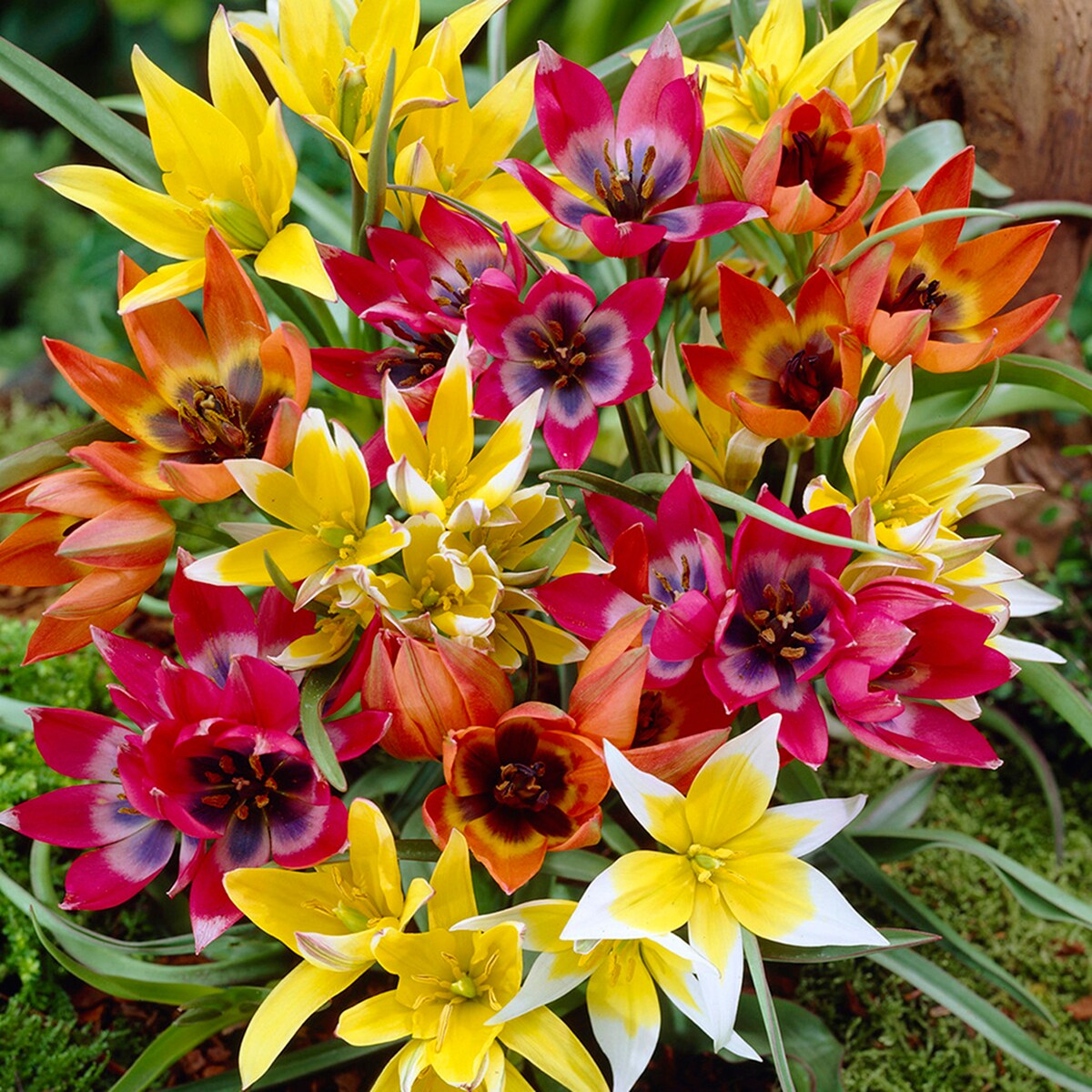 Van Zyverden 88022 Multicolor Tulips Bulbs 35 Count