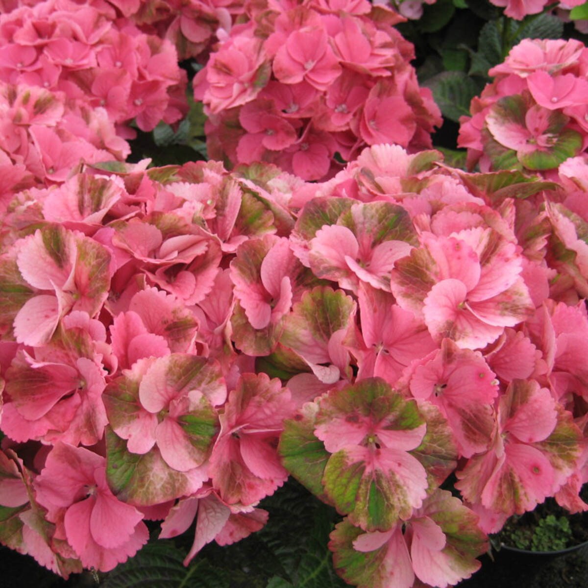 Spring Hill Nurseries 93524 shrubs - View #2