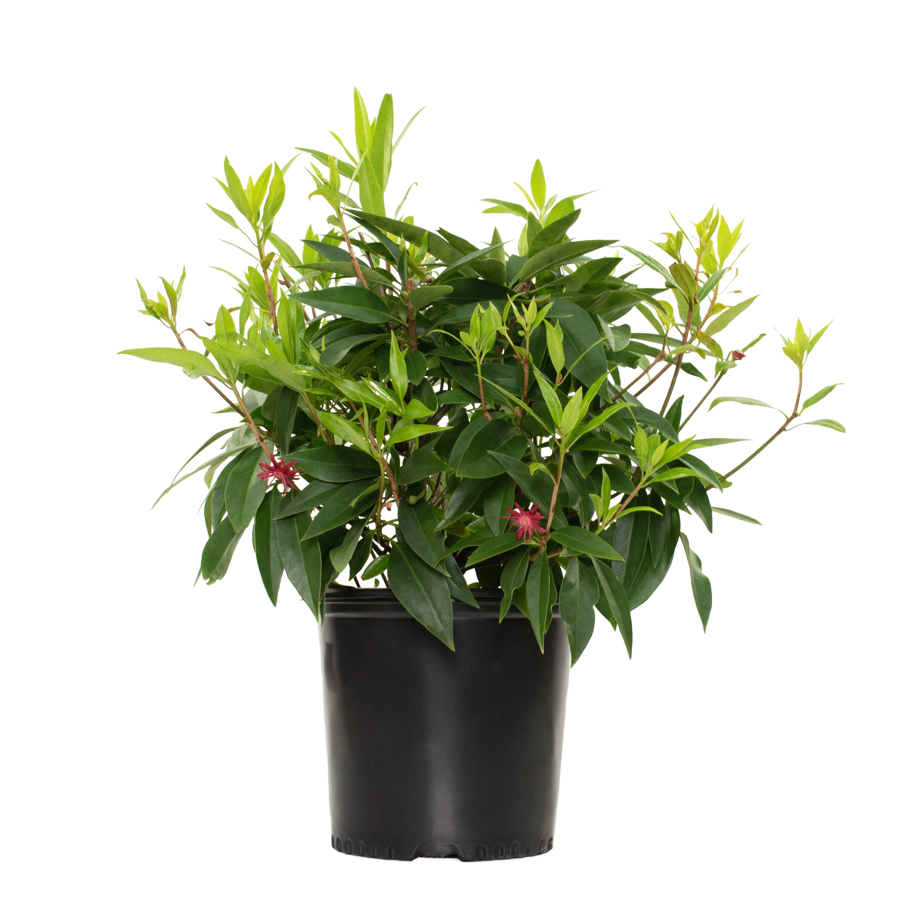 In pot (with soil) Shrubs at