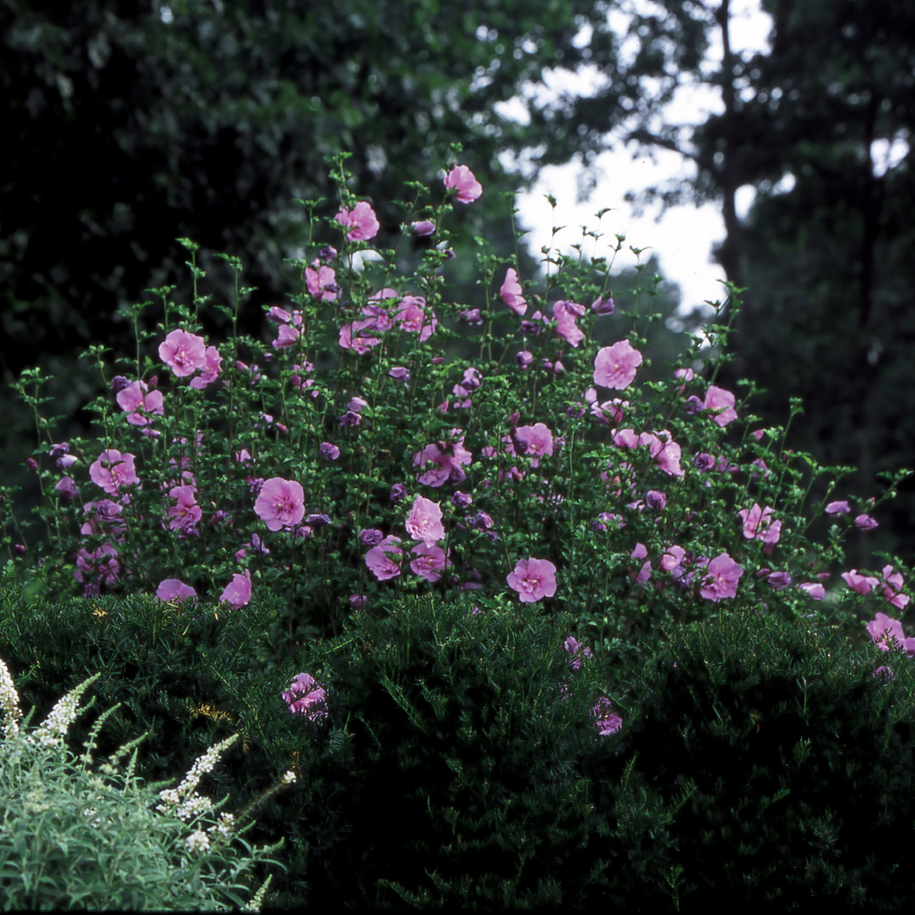 Proven Winners Purple Lavender Chiffon Rose Of Sharon (Hibiscus) Flowering  Shrub in 1-Gallon Pot at