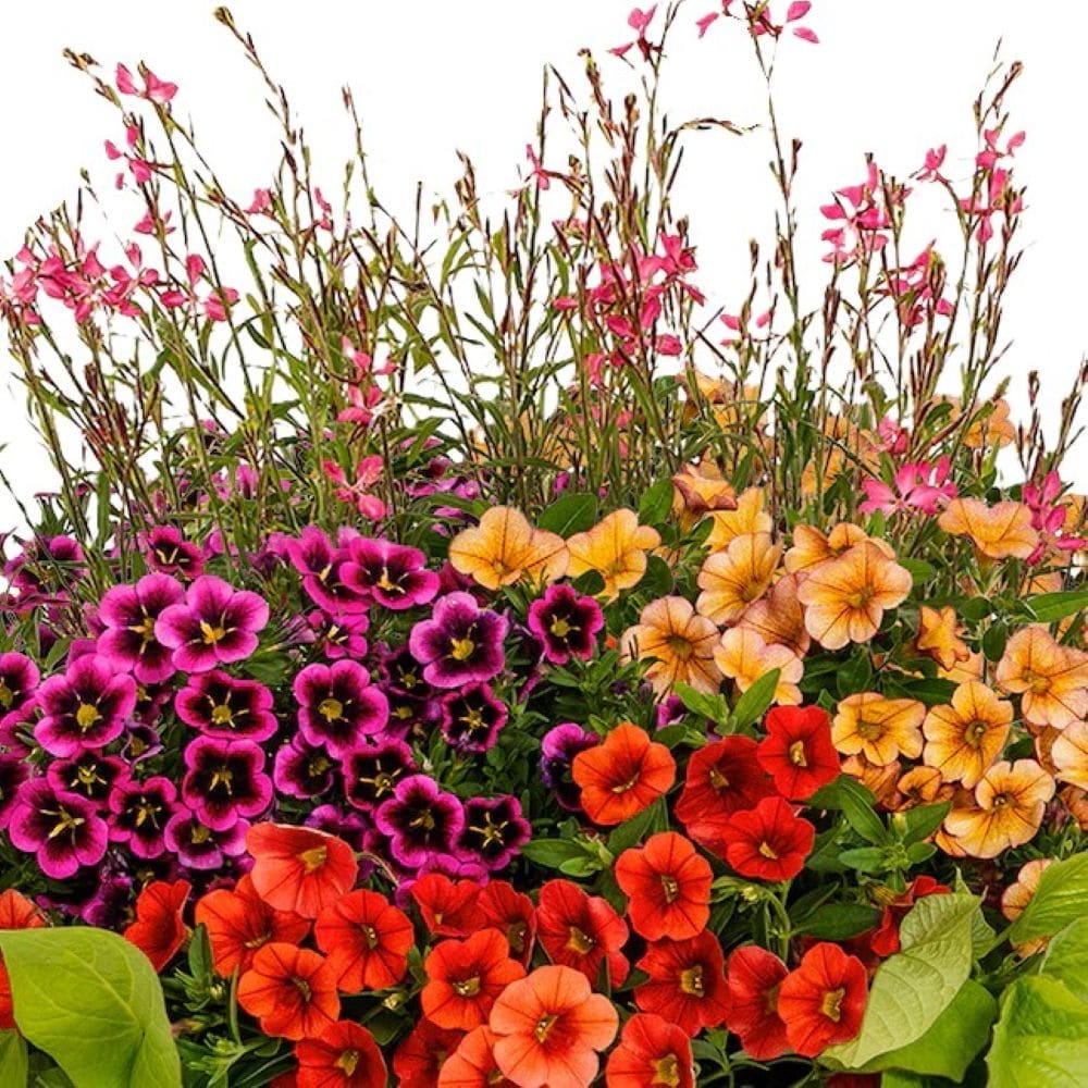 Lowe's NURSERY Multicolor Mixed Annuals in 3 Gallon(s) Planter 6 -Pack