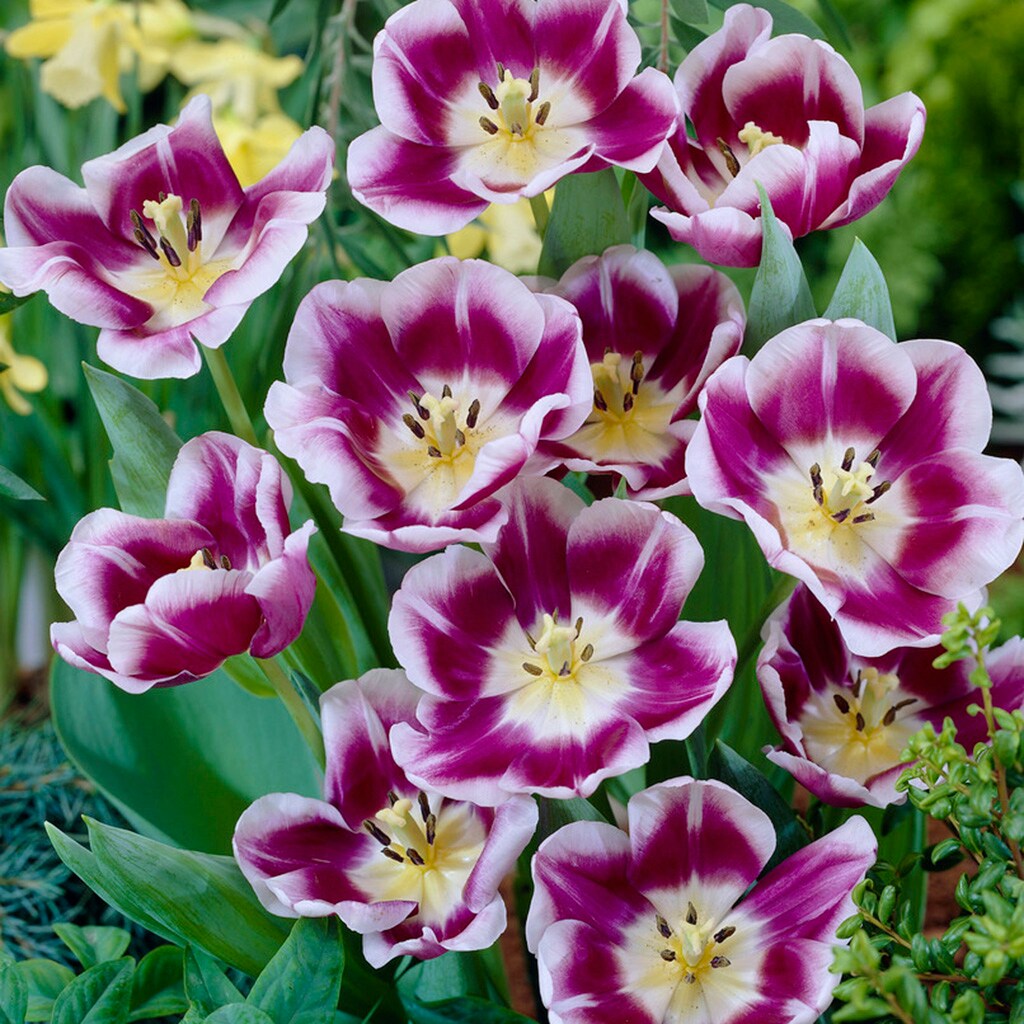Van Zyverden Purple Van Zyverden Tulips Arabian Mystery Bulbs Bagged 12 ...