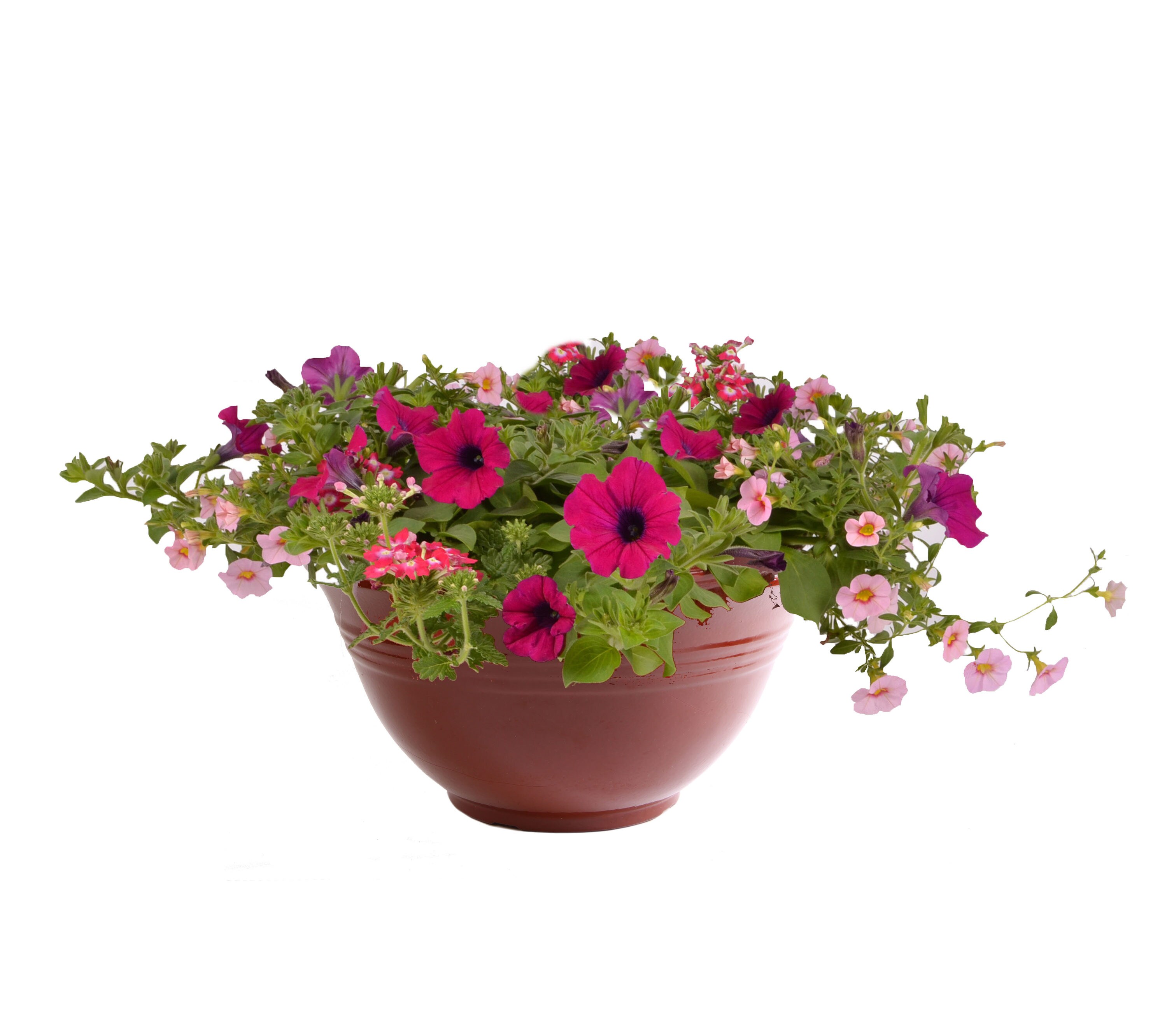 Lowe's NURSERY Multicolor Mixed Annuals Combinations Planter