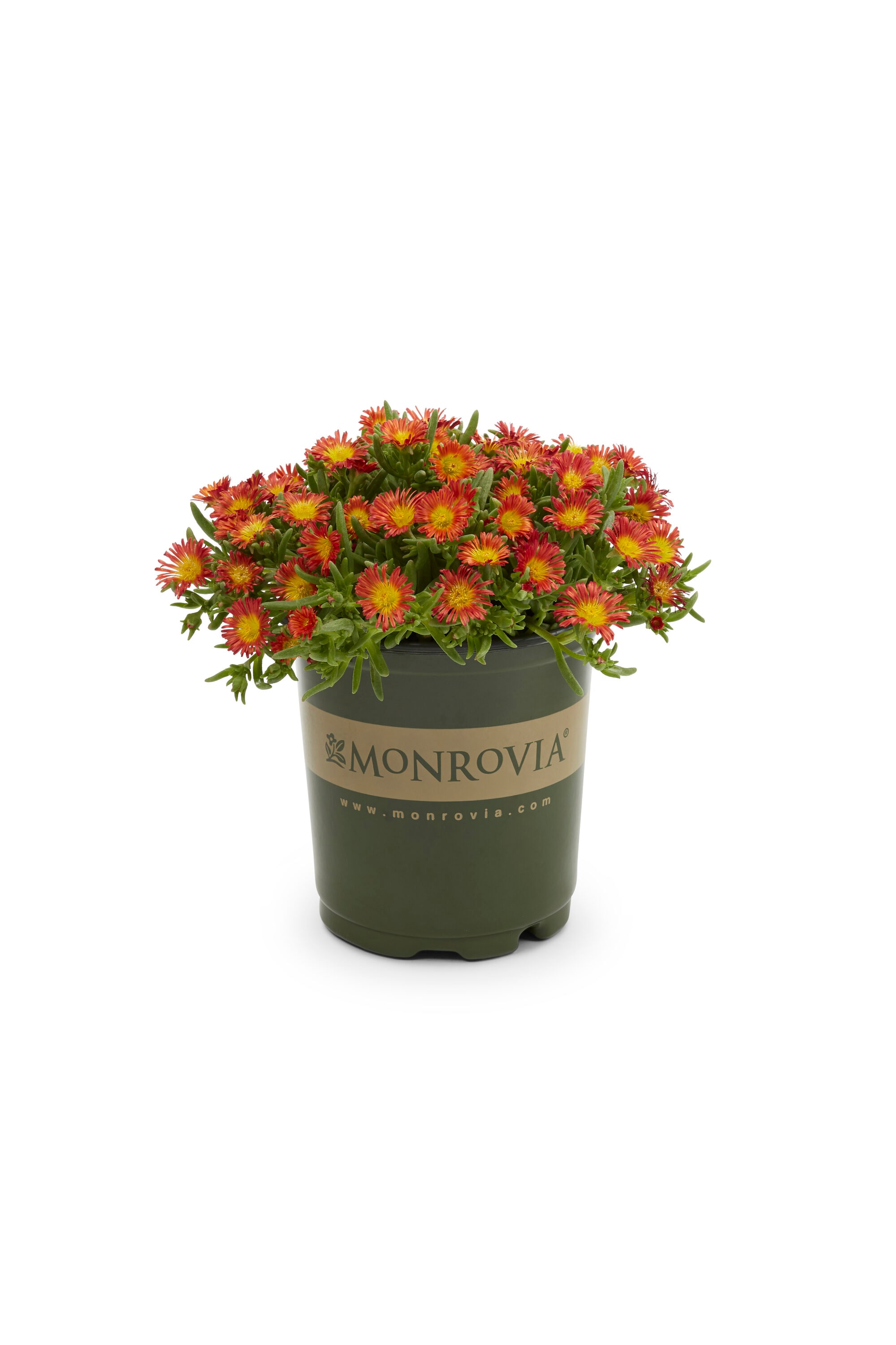 Monrovia 78641 perennials - View #5