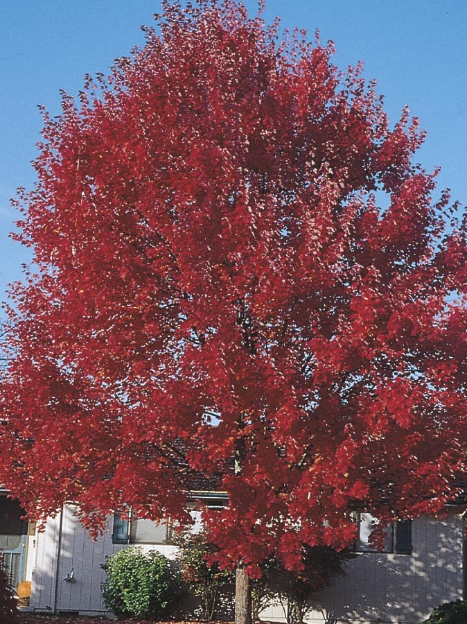  NURSERY 3.74-Gallon Red Shade Tree Sun Valley Red Maple In Pot (With Soil)