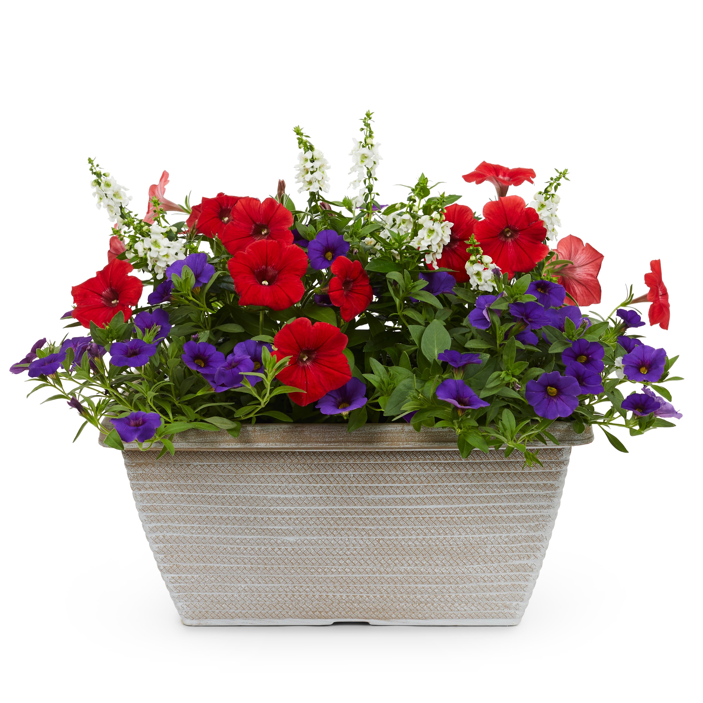 Lowe's NURSERY Multicolor Mixed Annuals Combinations in 1.5-Gallon Pot