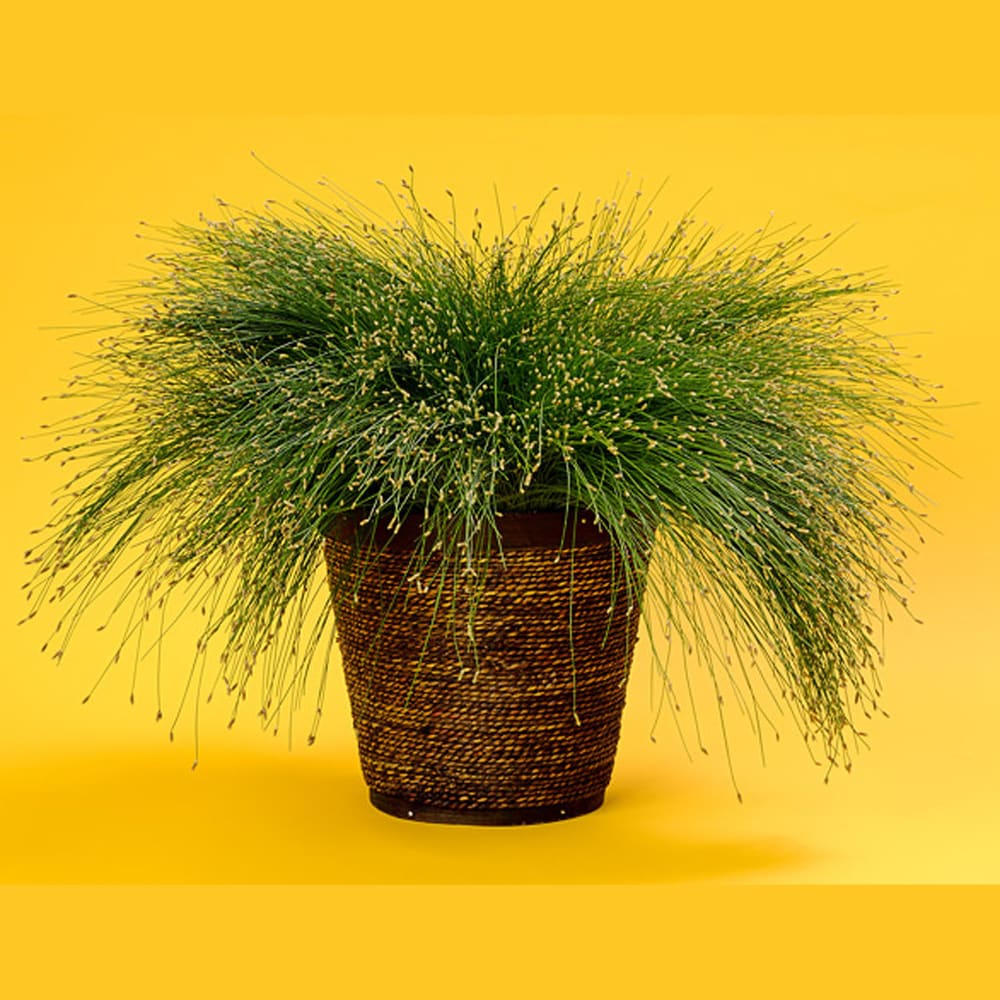 Proven Winners White Graceful Grasses Fiber Optic Grass Isolepsis   62486598 