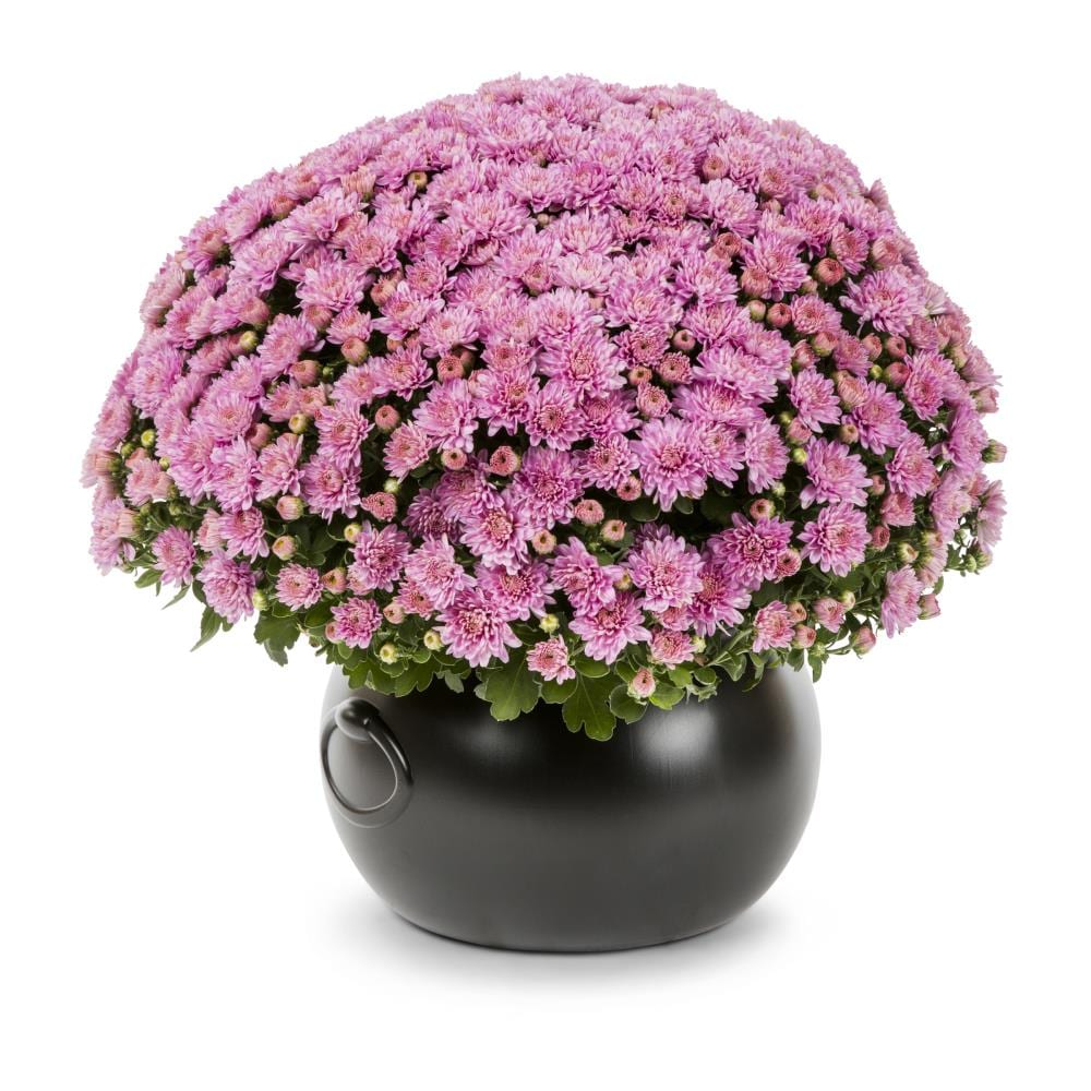 Lowe's NURSERY Multicolor Flower in 3-Quart Pot