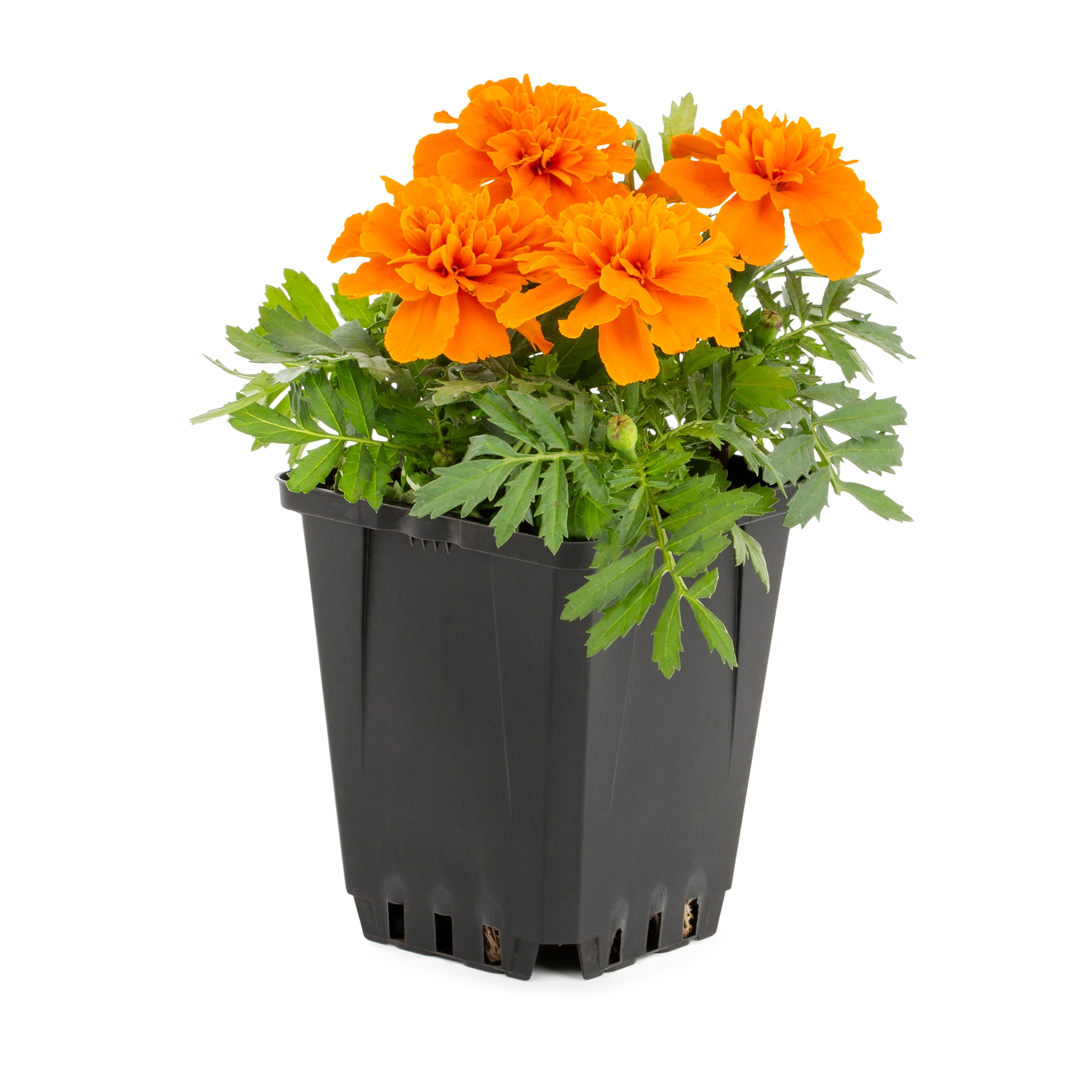 Orange Marigold in 1 Pint Pot 1 -Pack