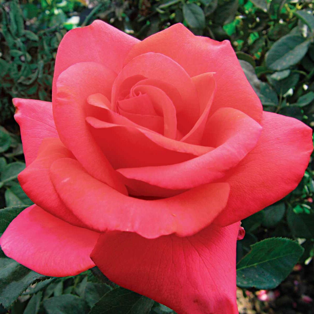 Spring Hill Nurseries 61511 Pink Flowering We Salute You Hybrid Tea Rose 1 Pack in Bare Root
