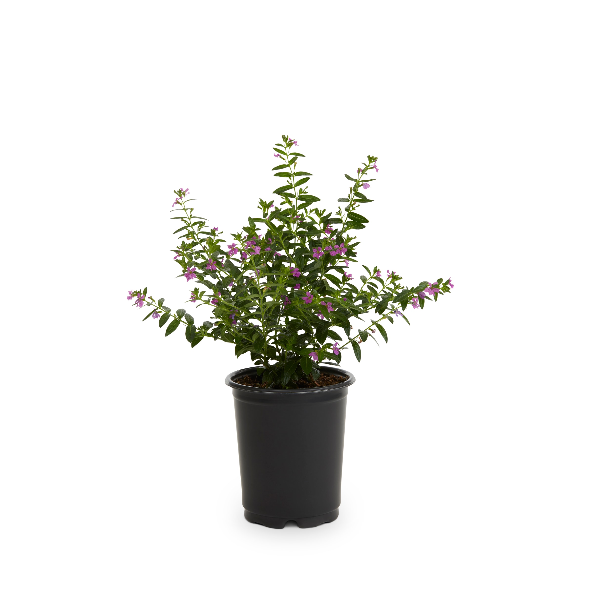  318953 Multicolor Mexican Heather in 1 Quart(s) Pot