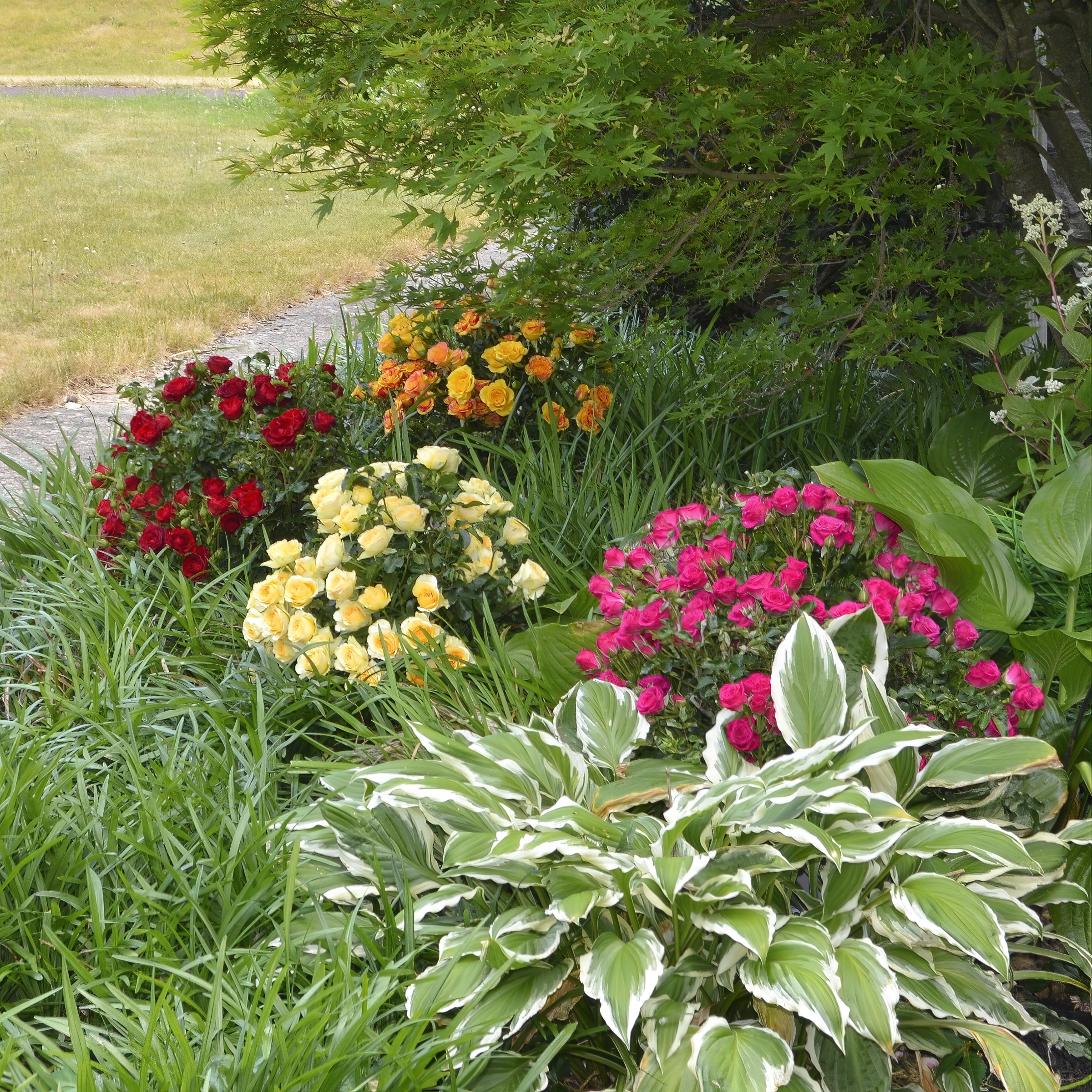 National Plant Network LW1782 roses - View #3