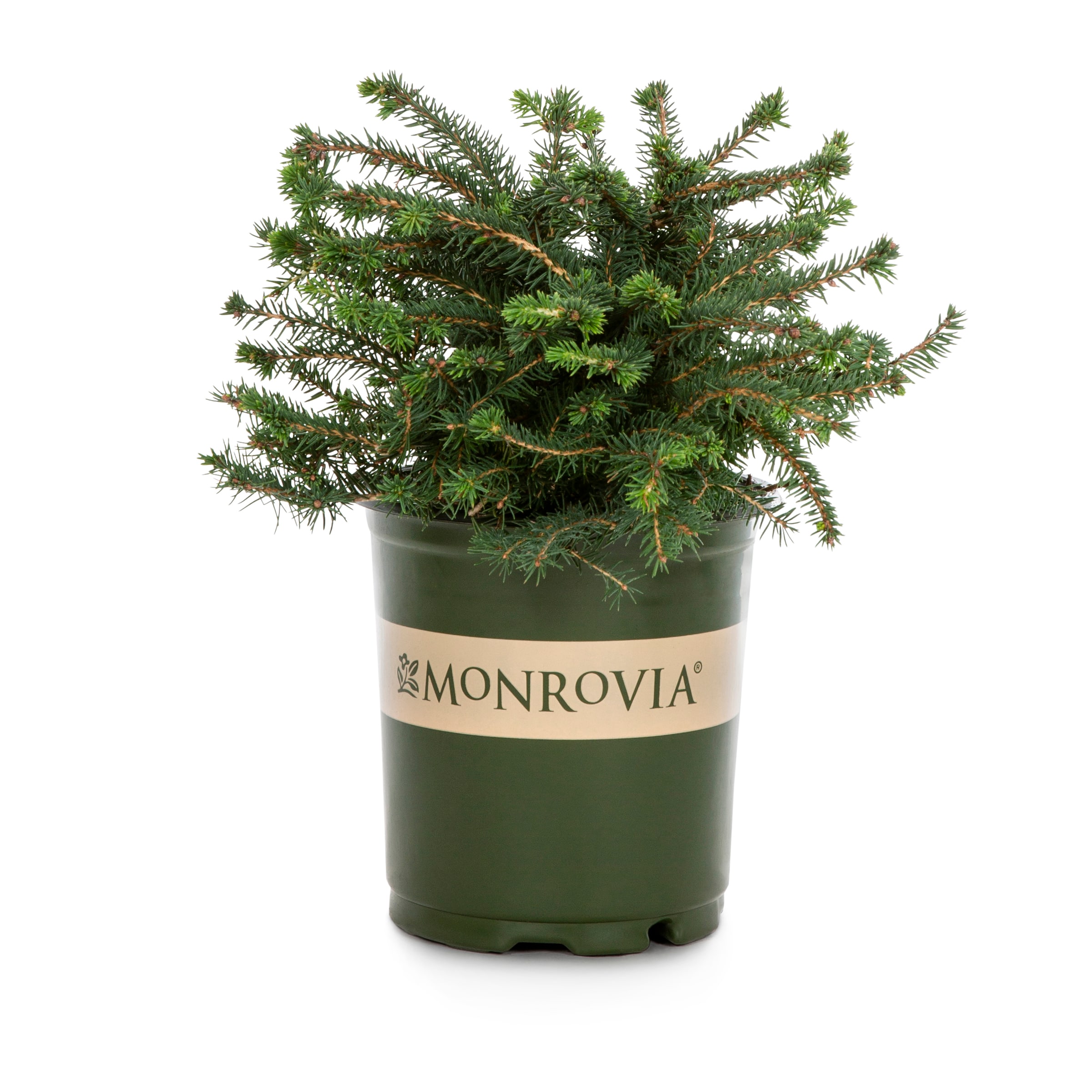 Monrovia 064561 Nest Spruce Foundation/Hedge Shrub in 2.60 -Quart Pot 1.0 -Pack
