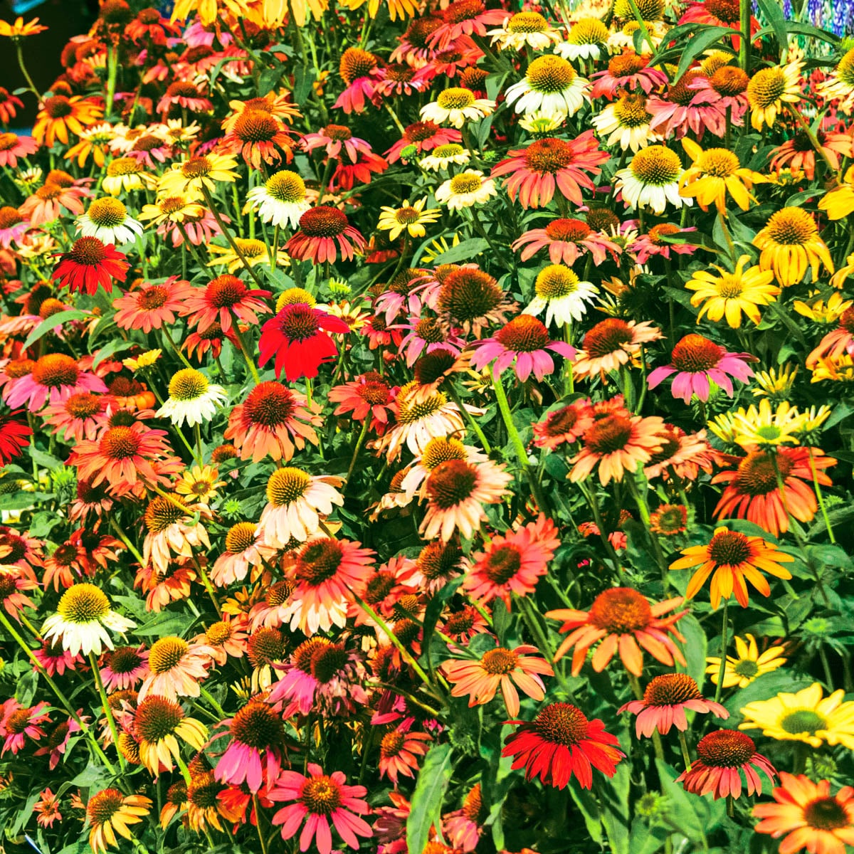 Spring Hill Nurseries 88697 perennials - View #3