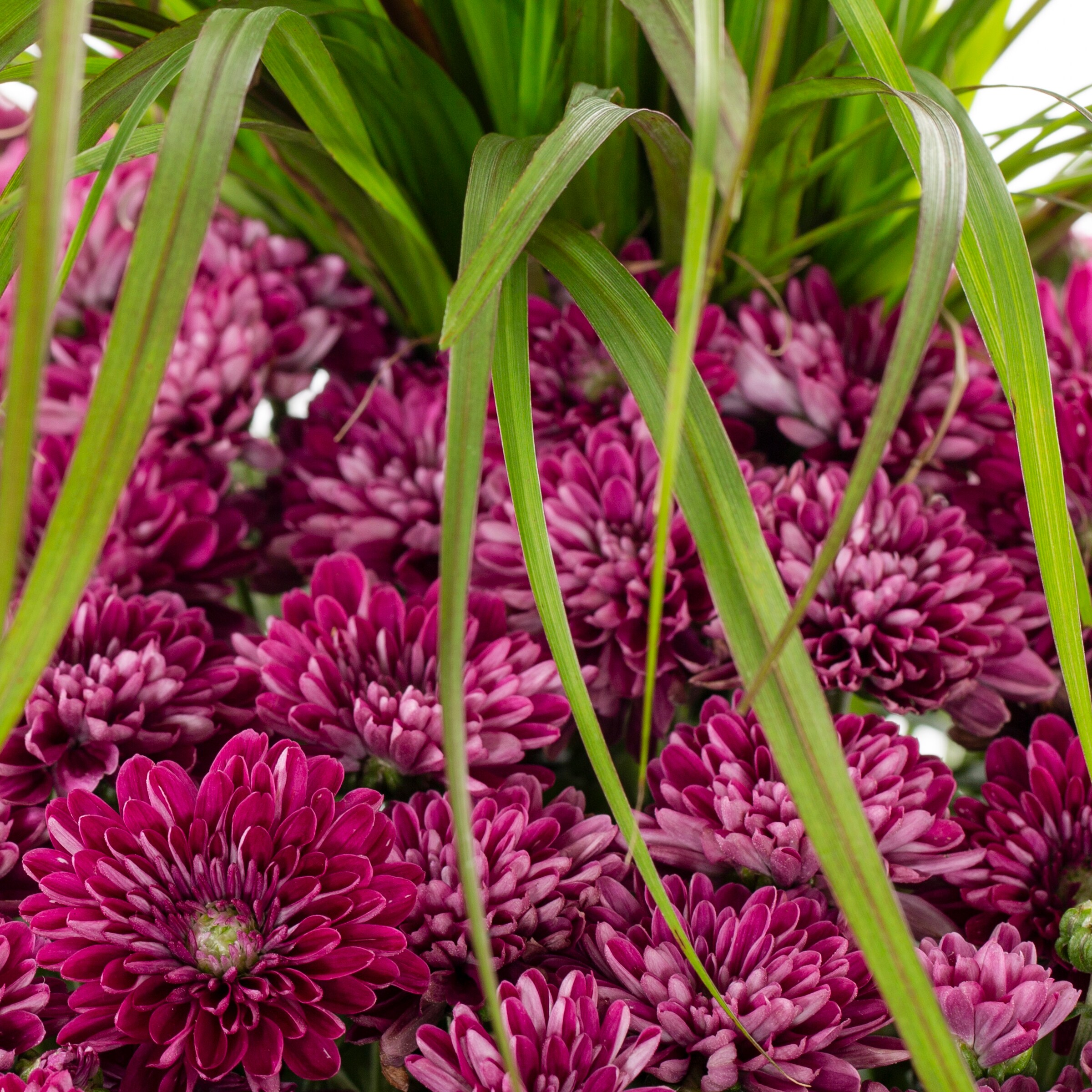 Ready Refill Multicolor Mum in 1.5-Gallon Planter NURSERY at Lowes.com